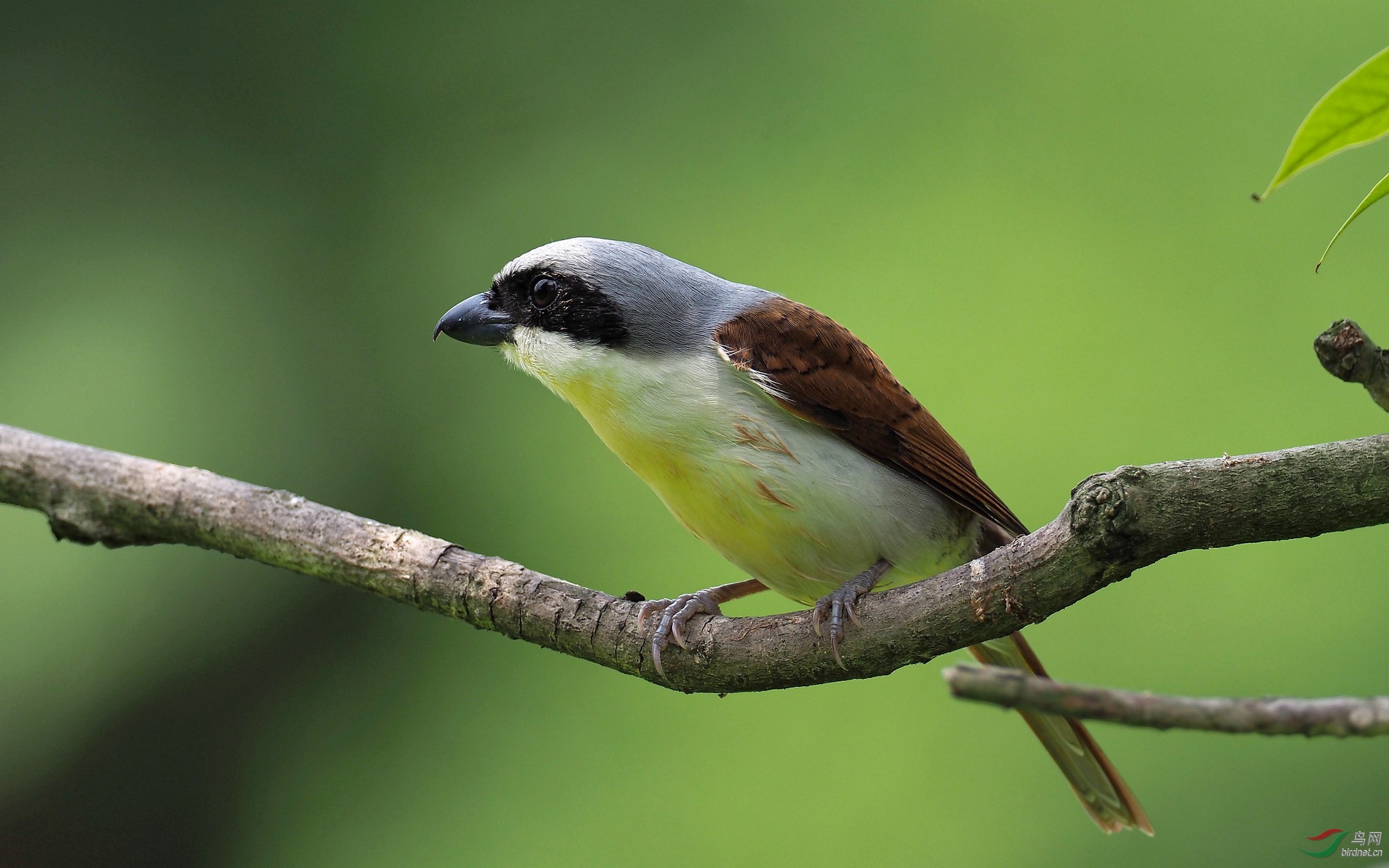 聚精会神——伯劳!