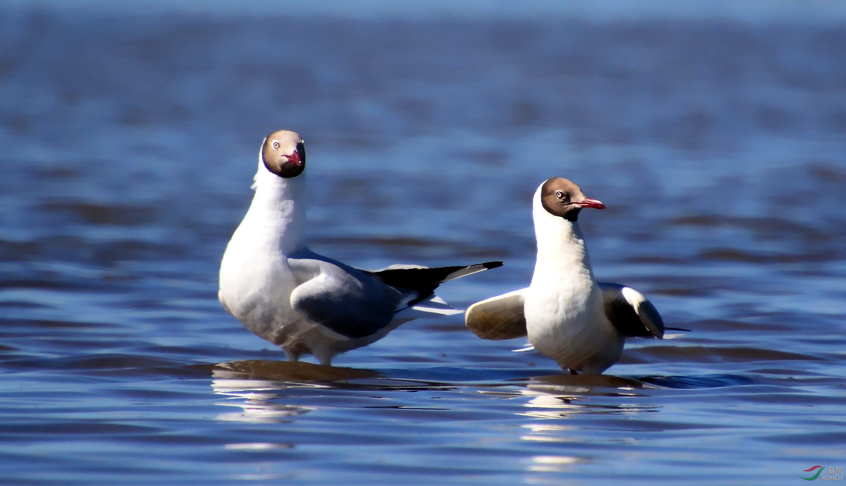 DSC_0929_conew1.jpg