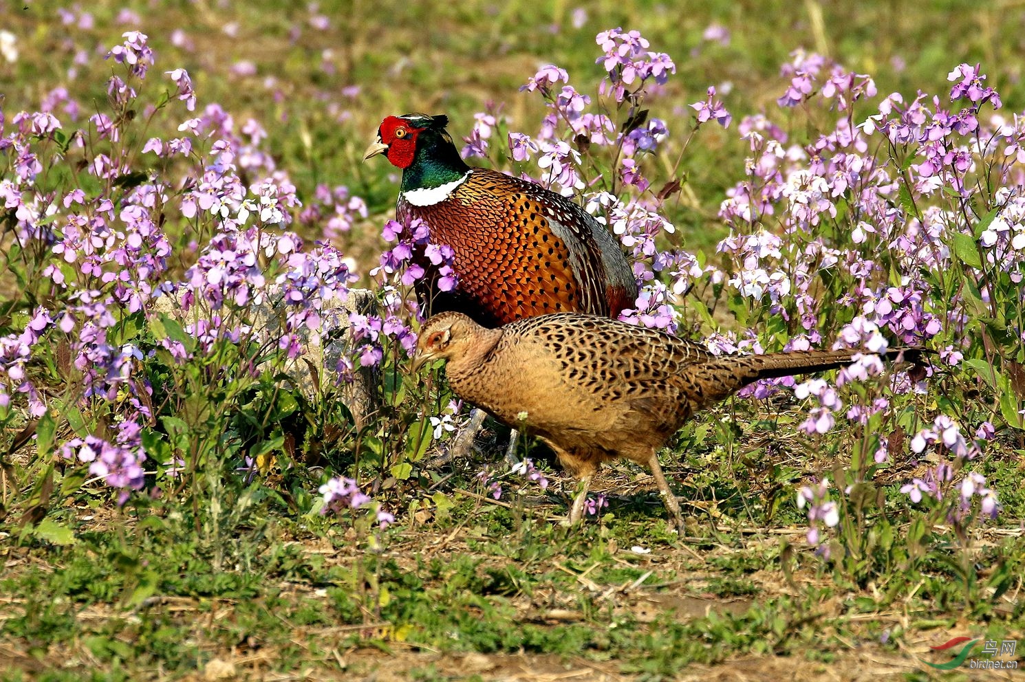 雌雄环颈雉