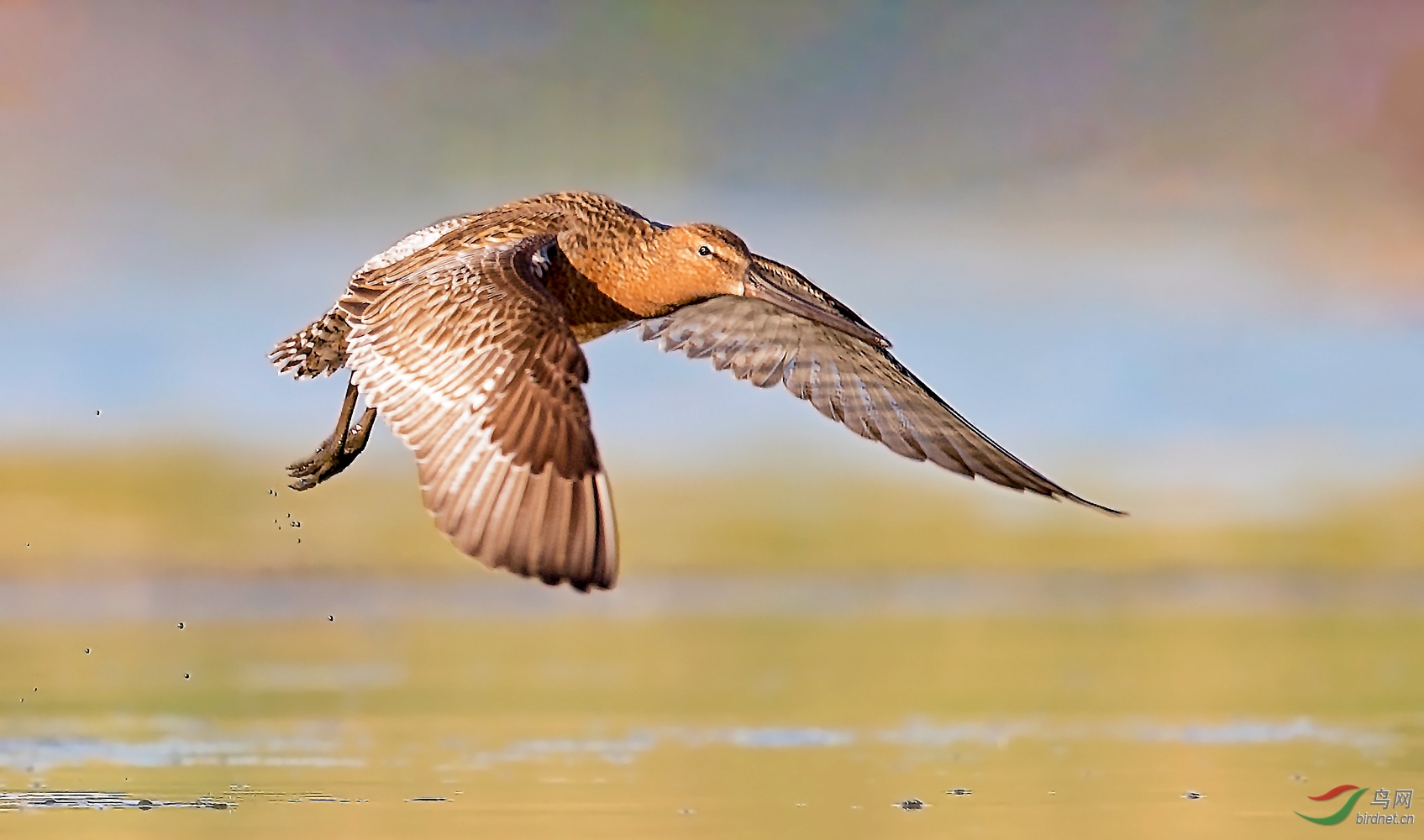 飞翔(祝贺荣获本版佳作)