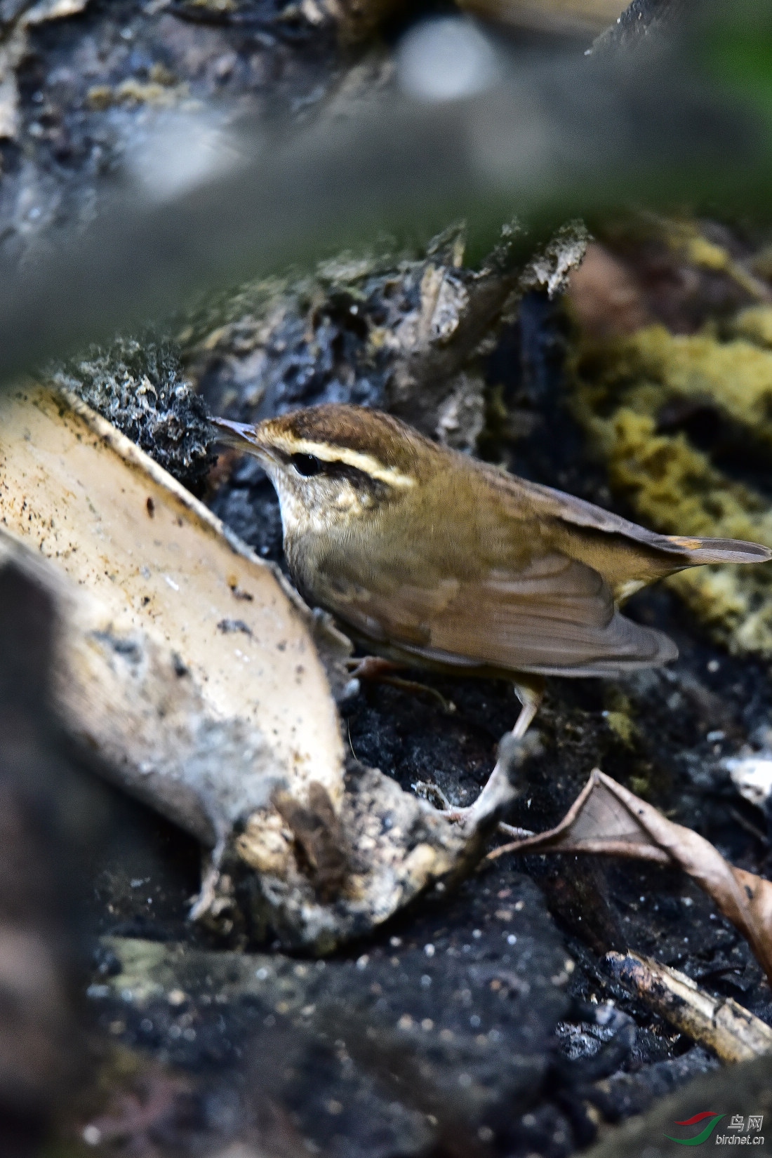DSC_0185.JPG
