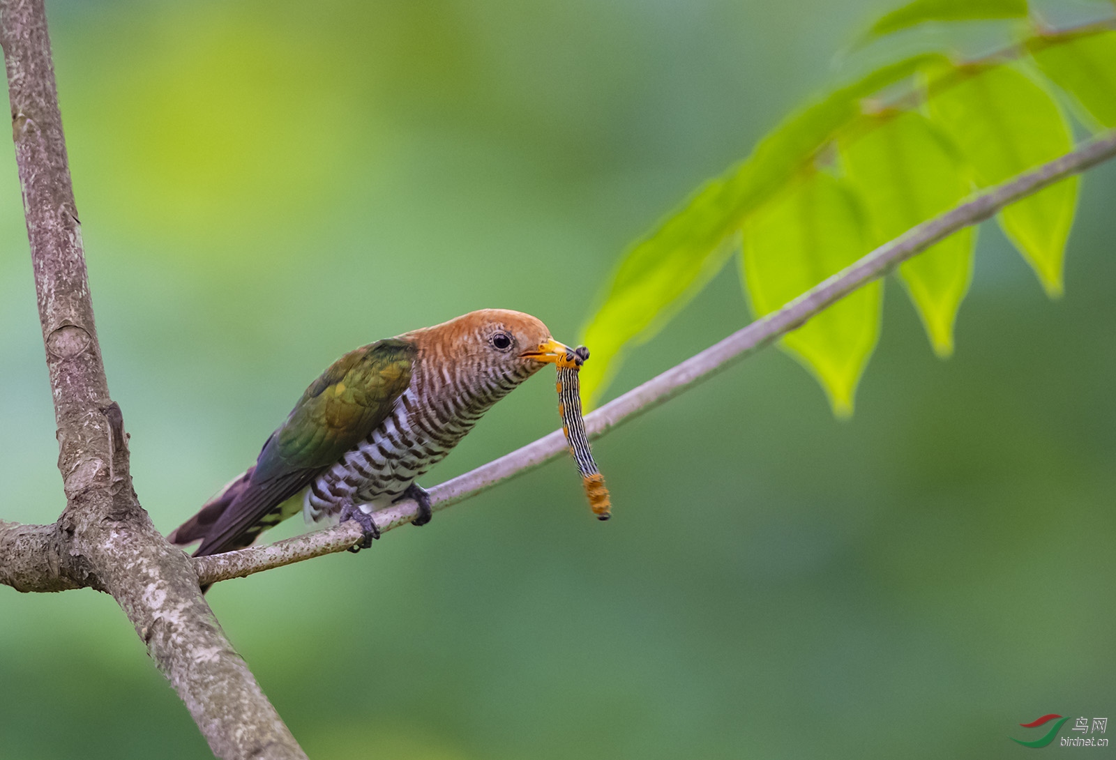 叼虫的翠金鹃(贺获鸟类精华)