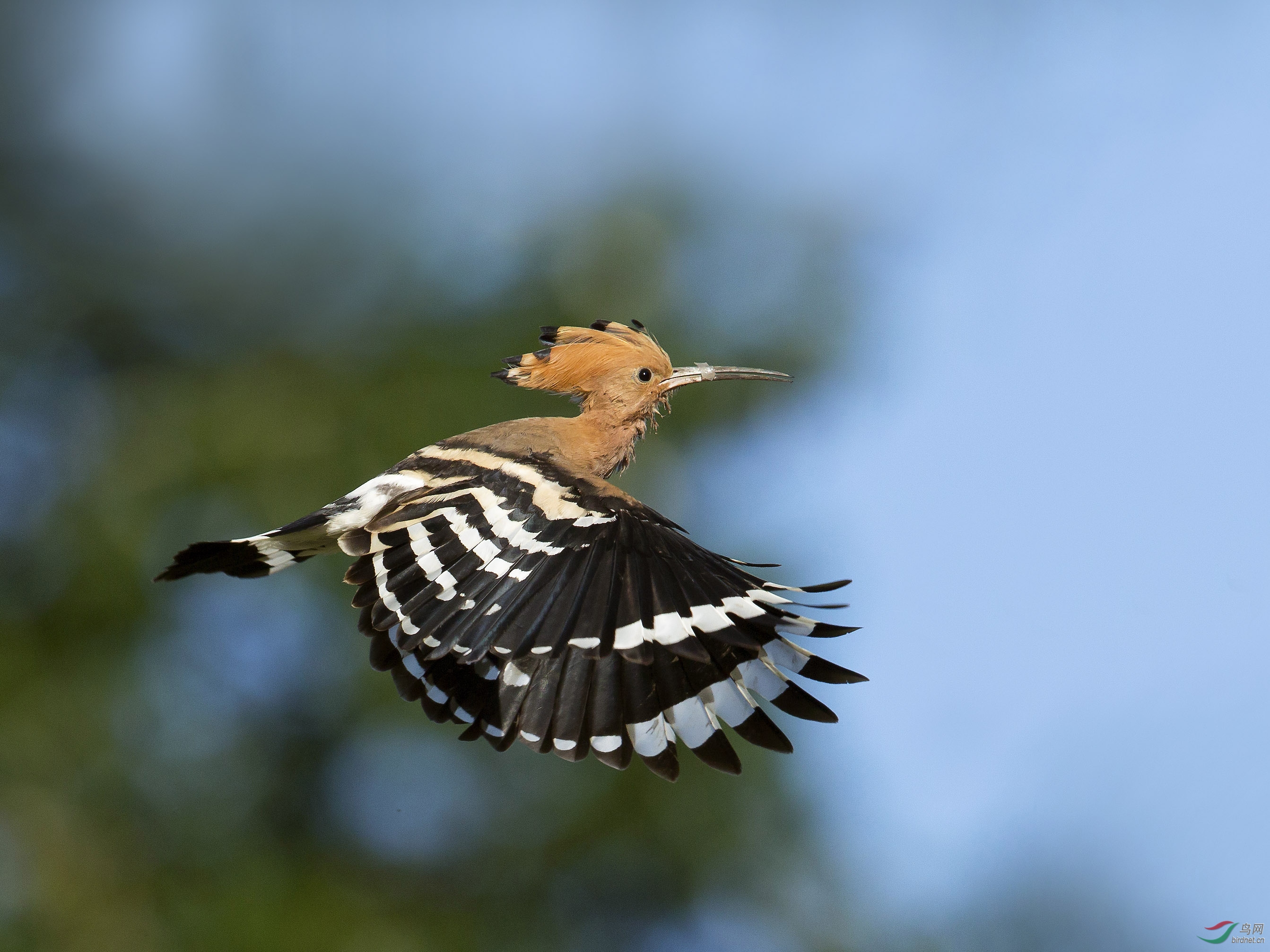 林鸟脱了皮的喙育雏后的戴胜