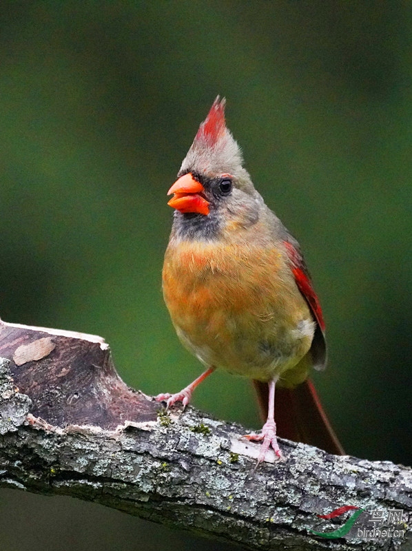 春红鸟母鸟图片图片