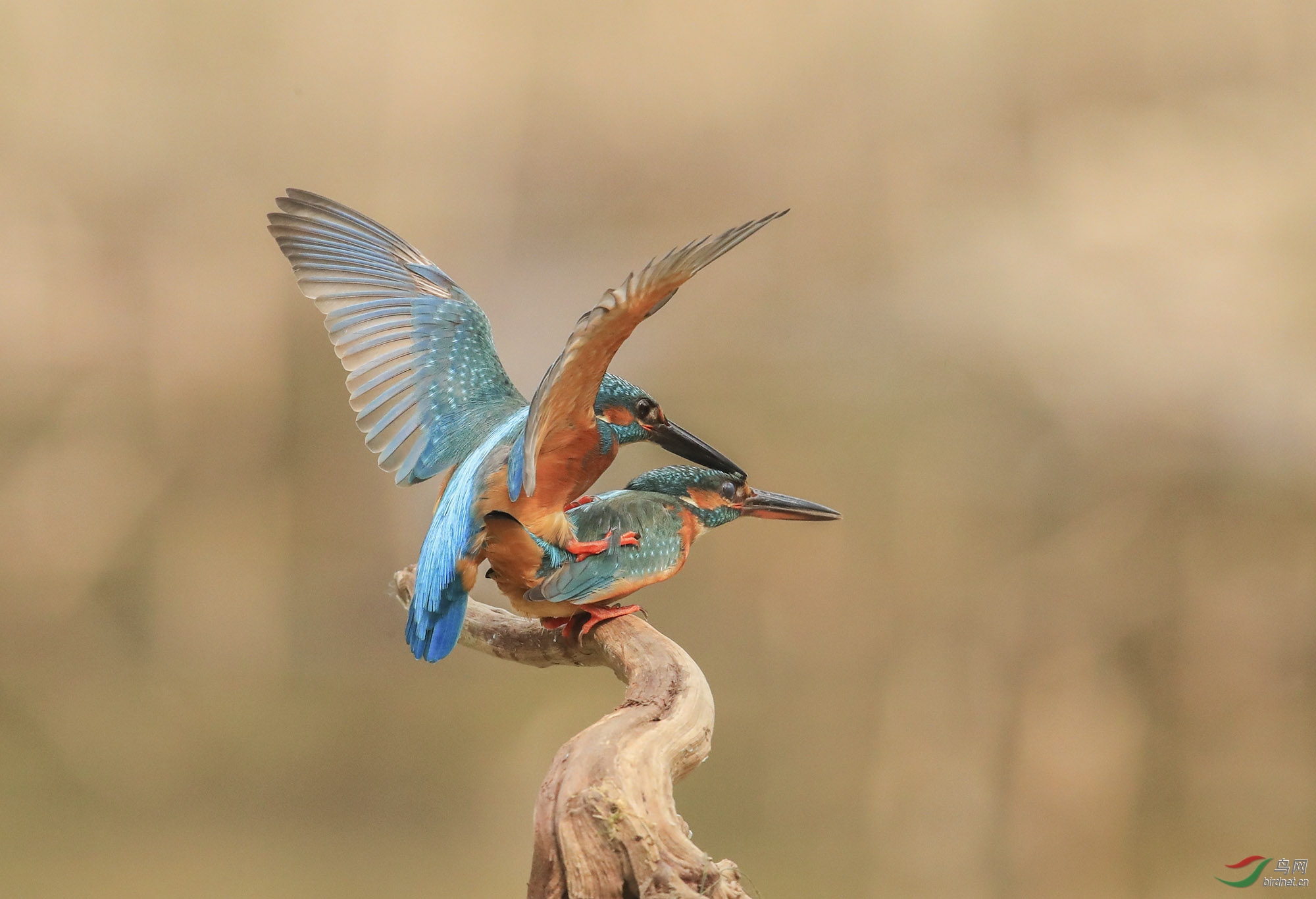 BH7W0785--  (11).jpg