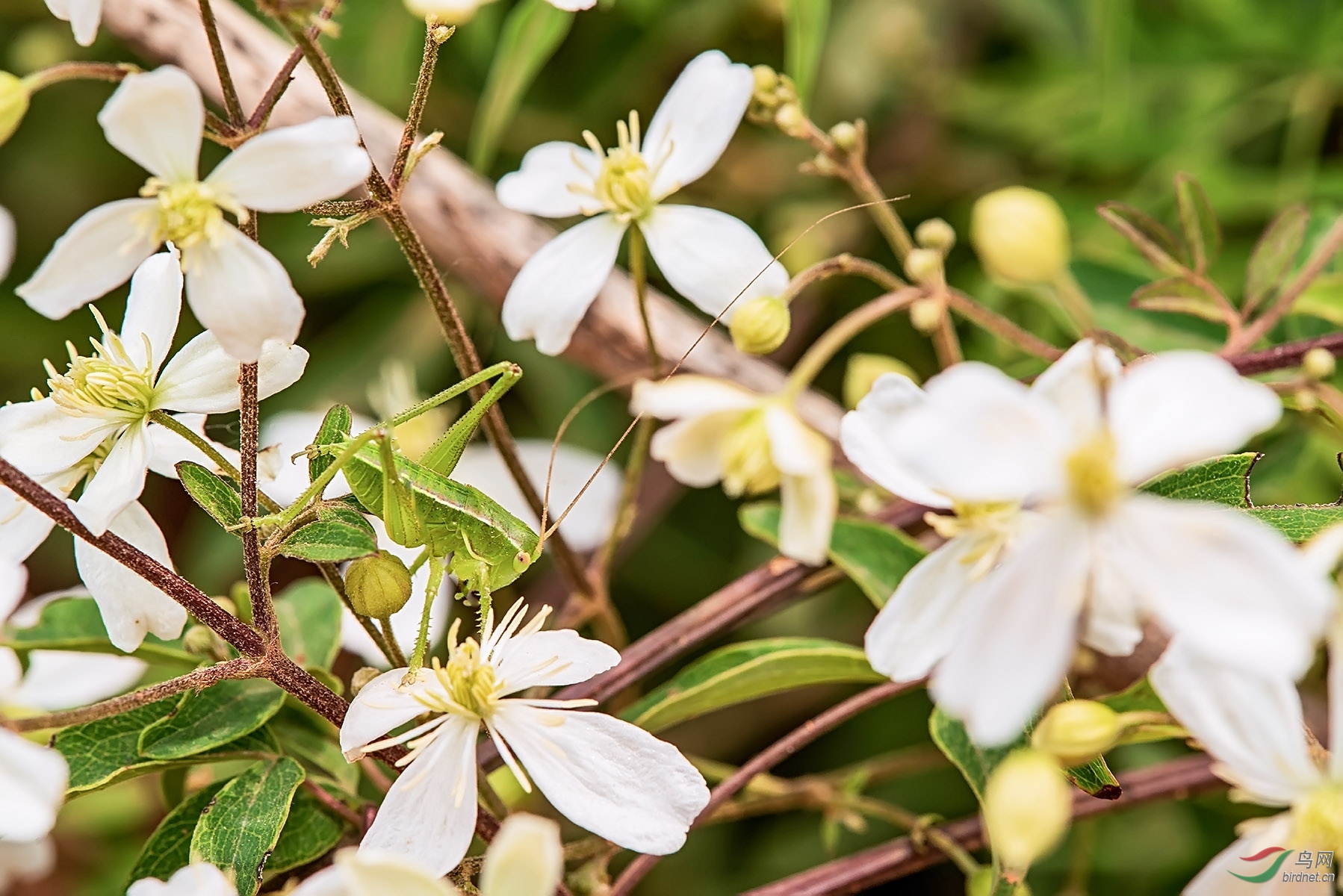 木通花丛中的蝈蝈