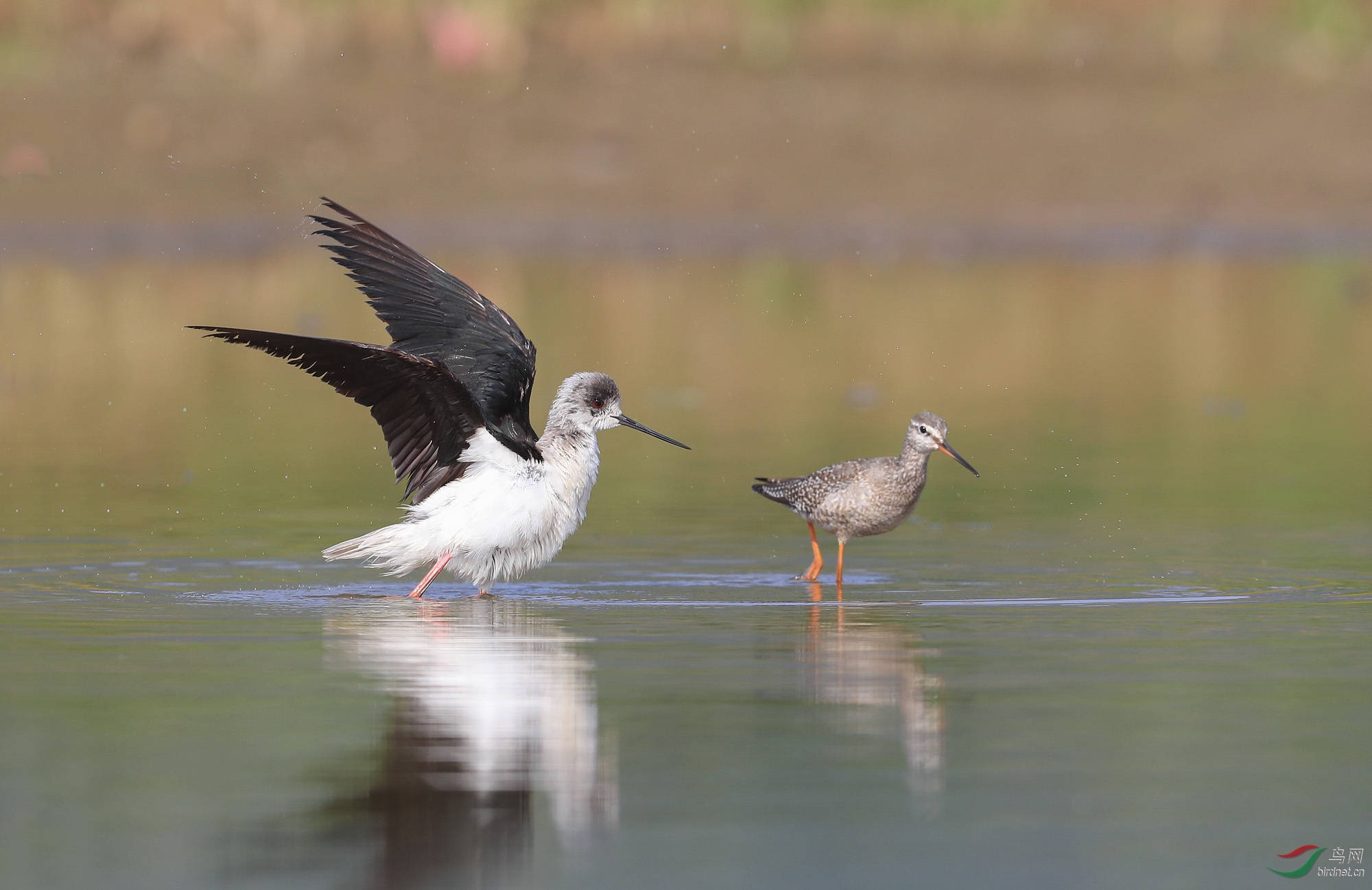 水鳥鷸