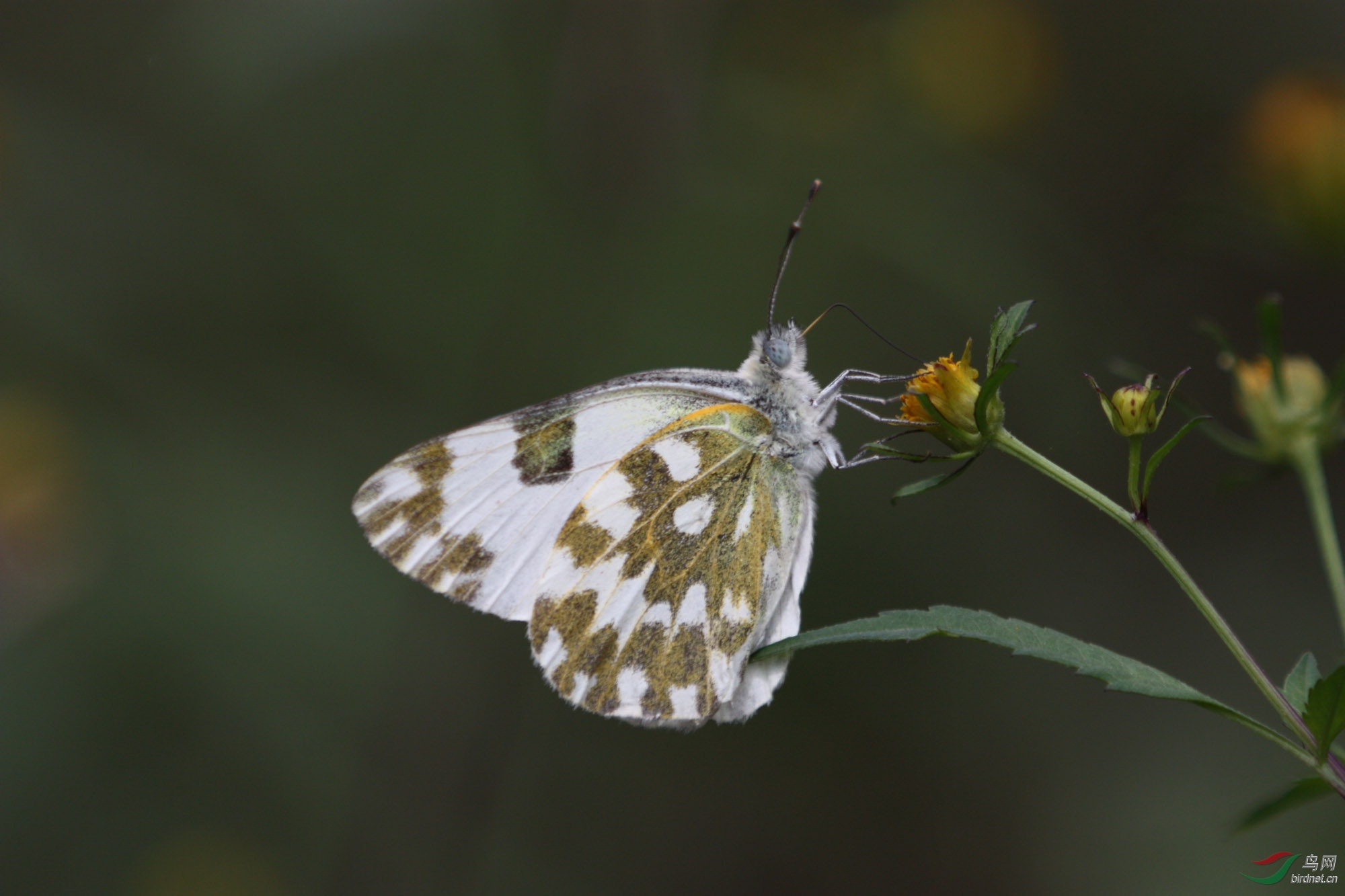 七彩蝴蝶——云粉蝶(蝴蝶028)
