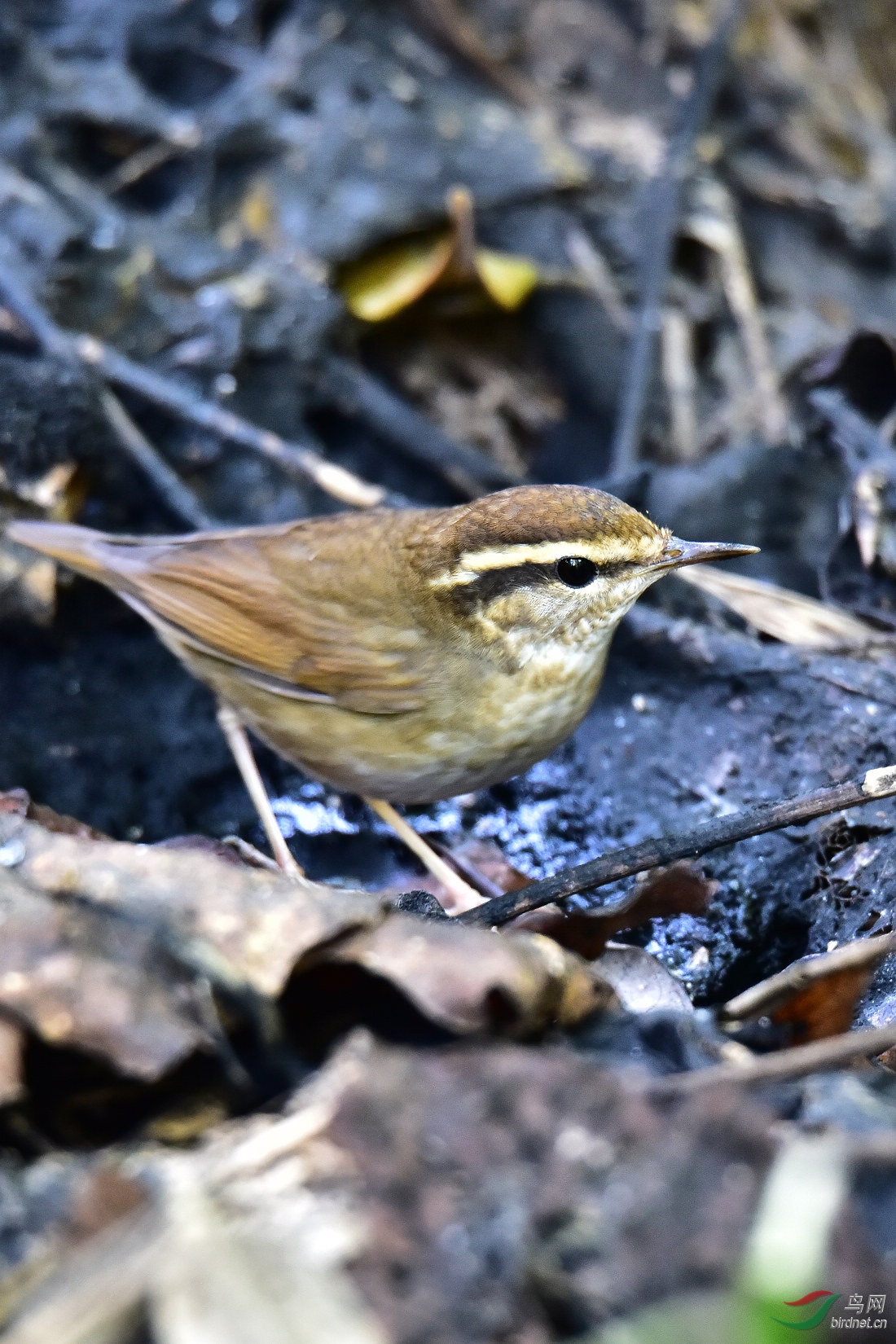 DSC_0197.JPG