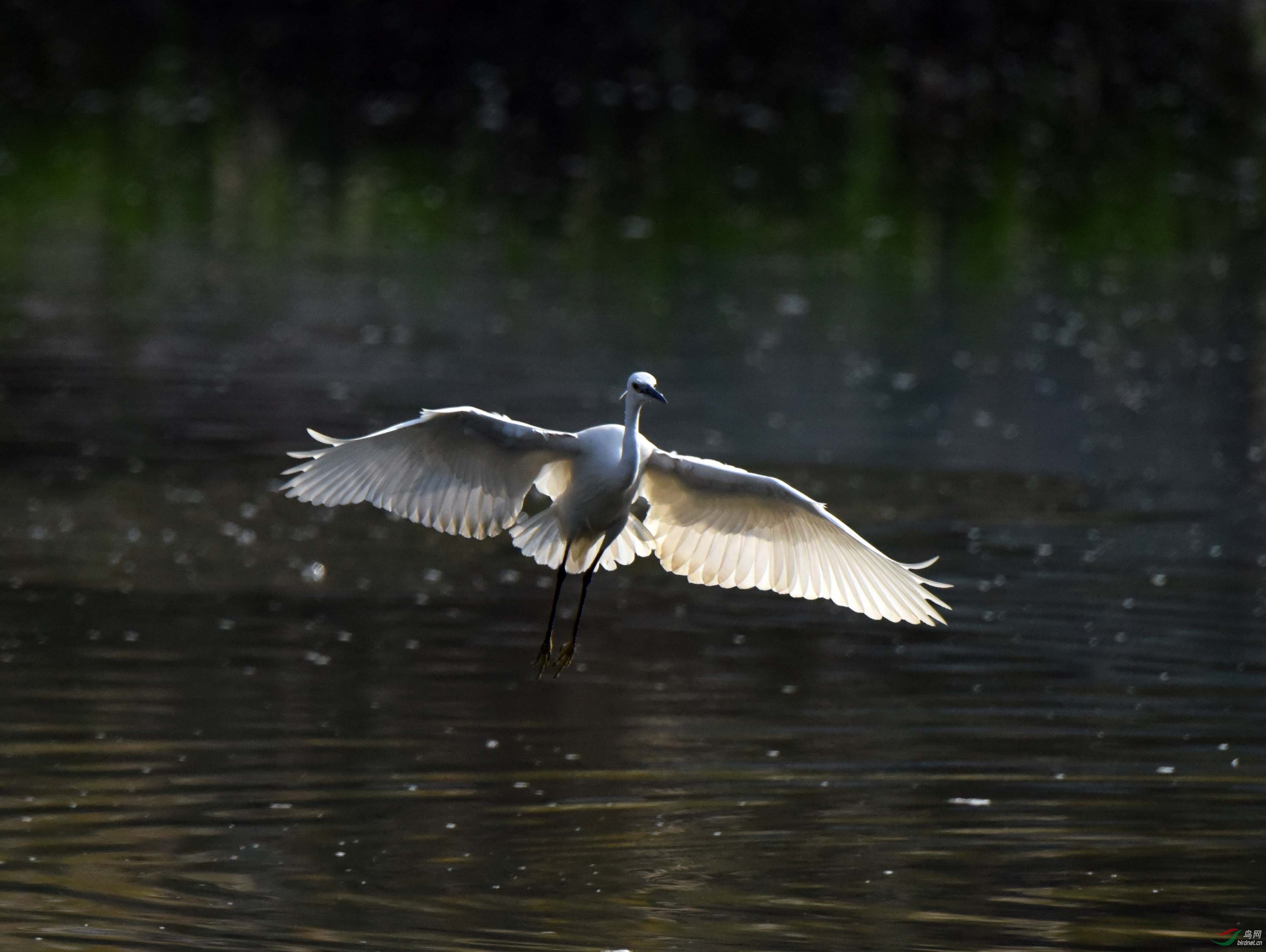 DSC_4518-nw.jpg