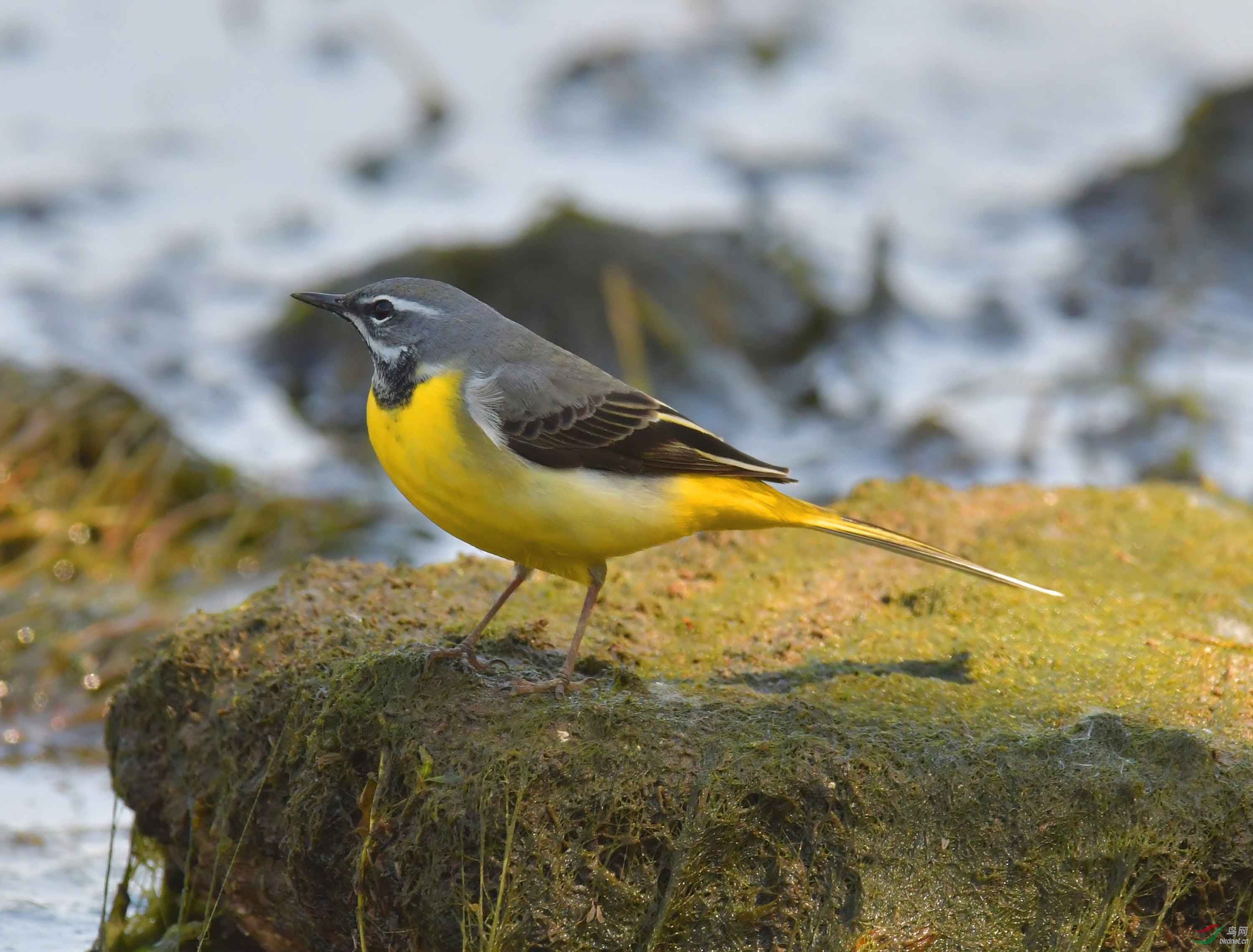 孤独的一只灰鸡鸰2019年摄于清河