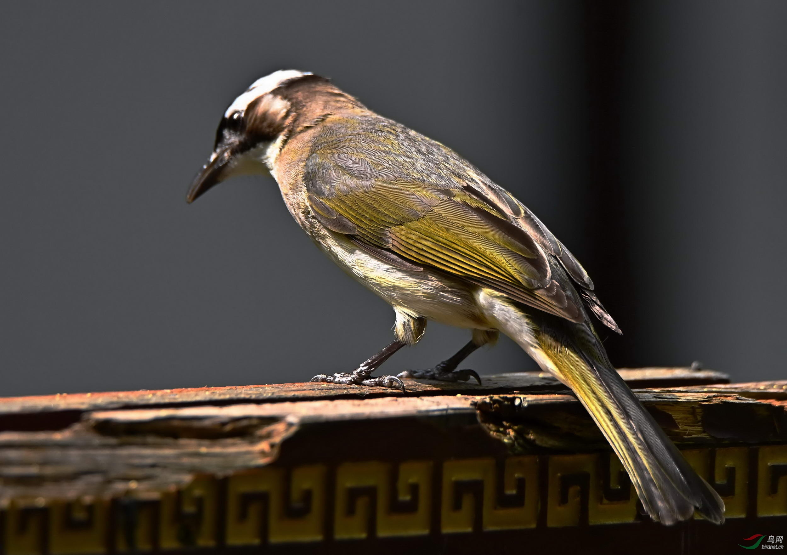 DSC_5103a.jpg