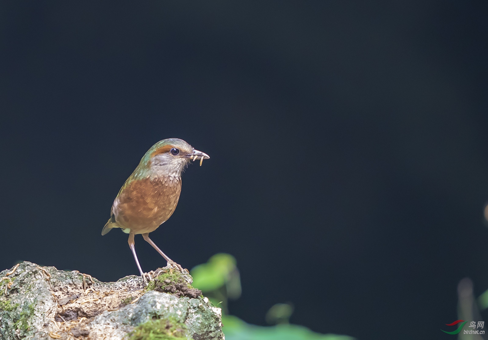 DSC02187 ����.jpg