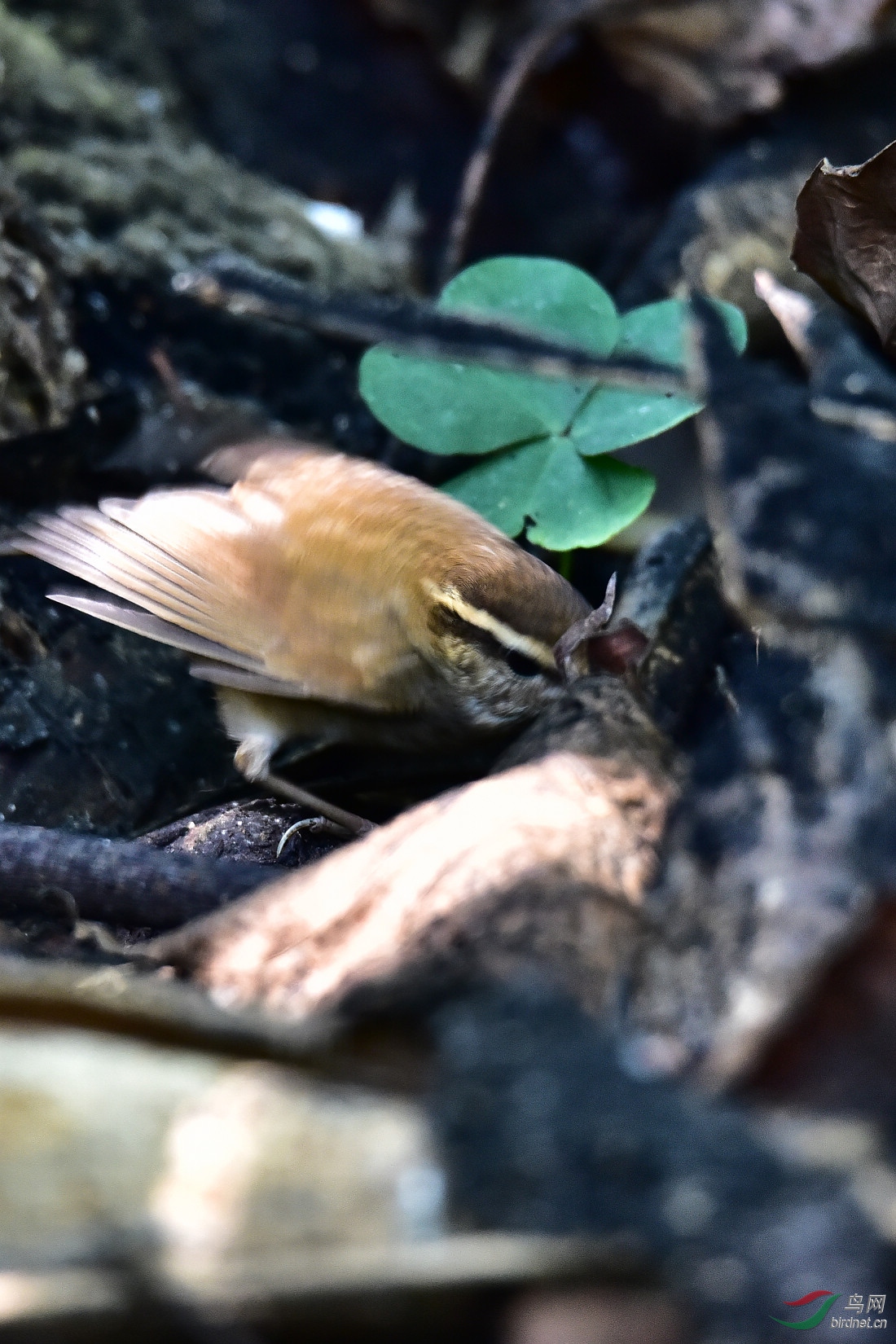 DSC_0207.JPG