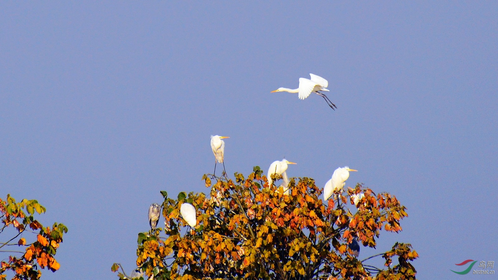 DSC_4266.JPG