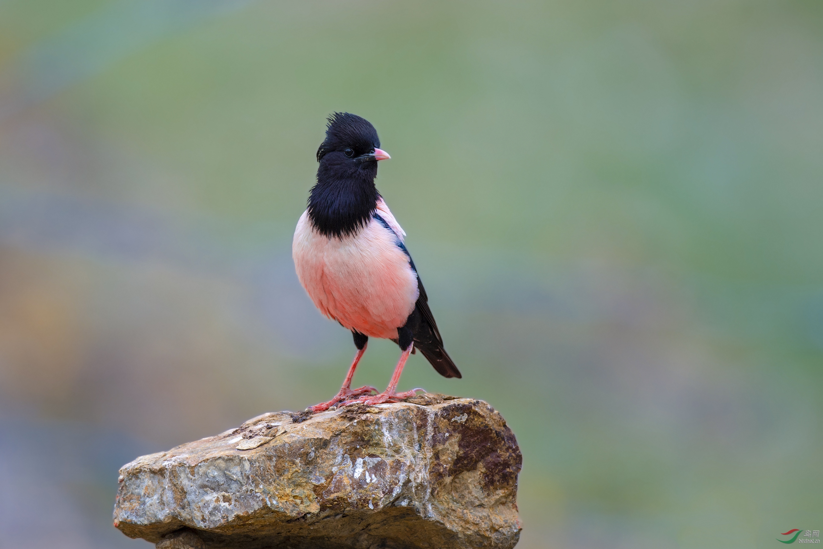 粉红椋鸟!