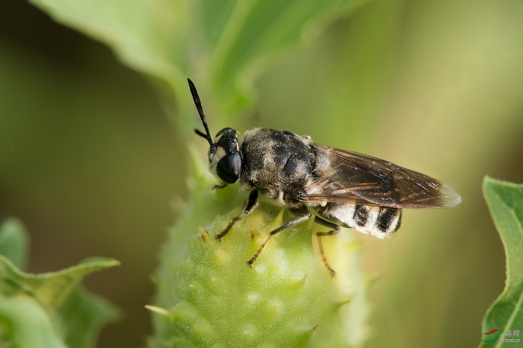 双翅目食蚜蝇科图片