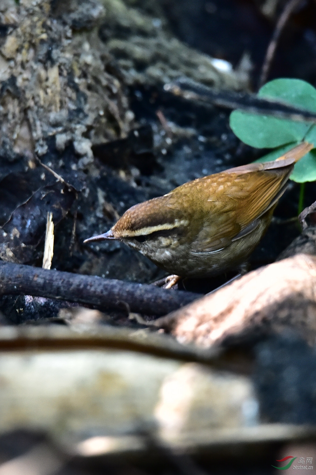 DSC_0210.JPG