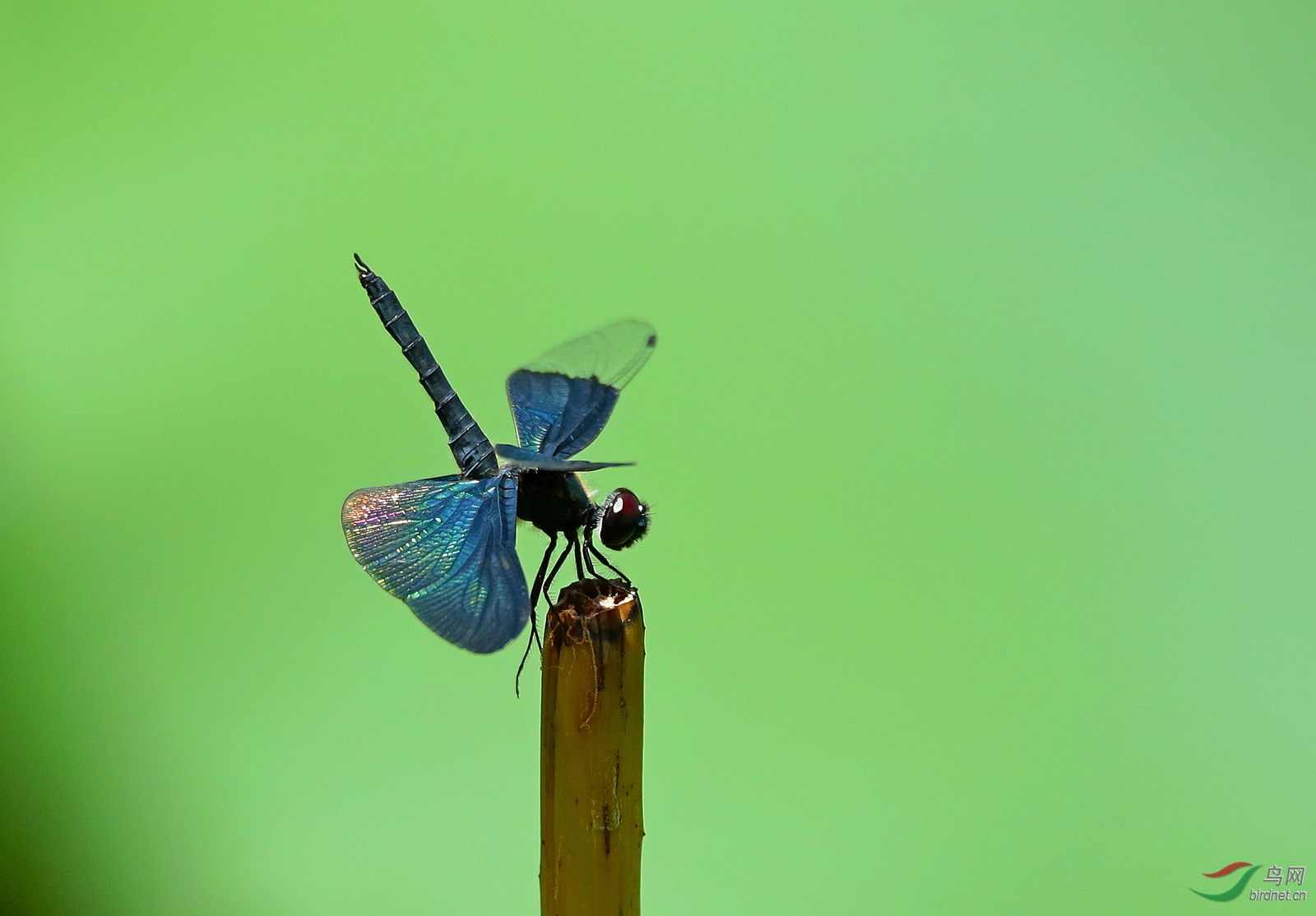 撅尾巴——蜻蜓!