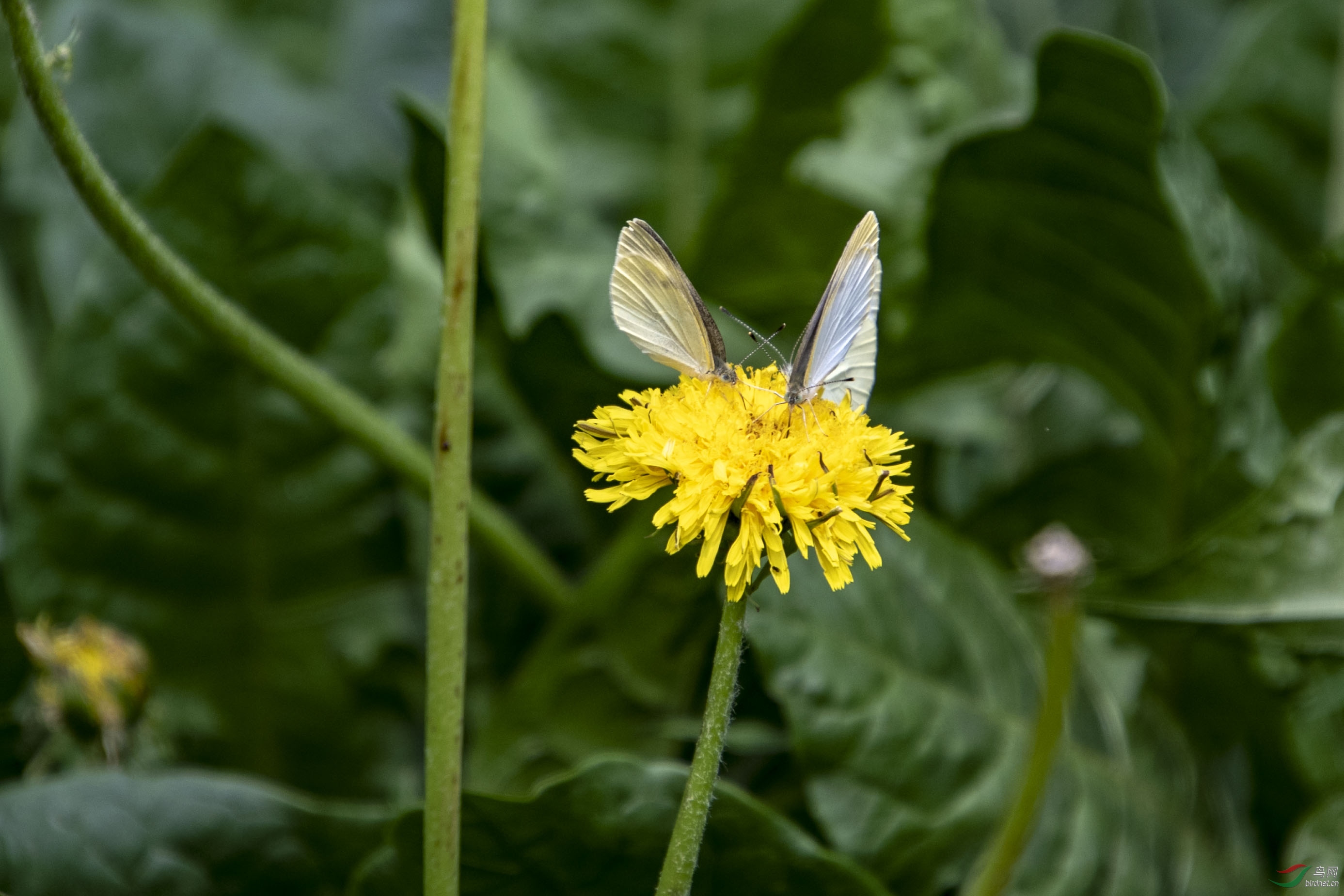 D50_7803.jpg