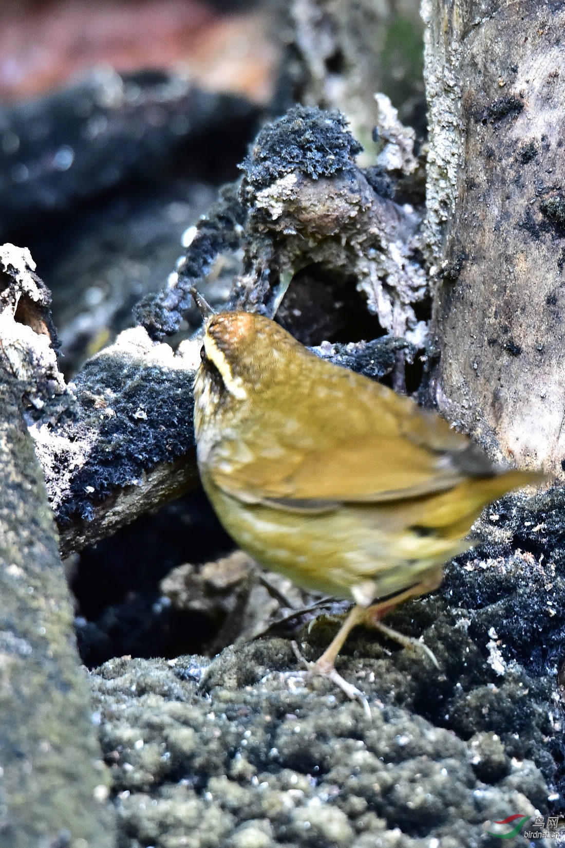 DSC_0218.JPG