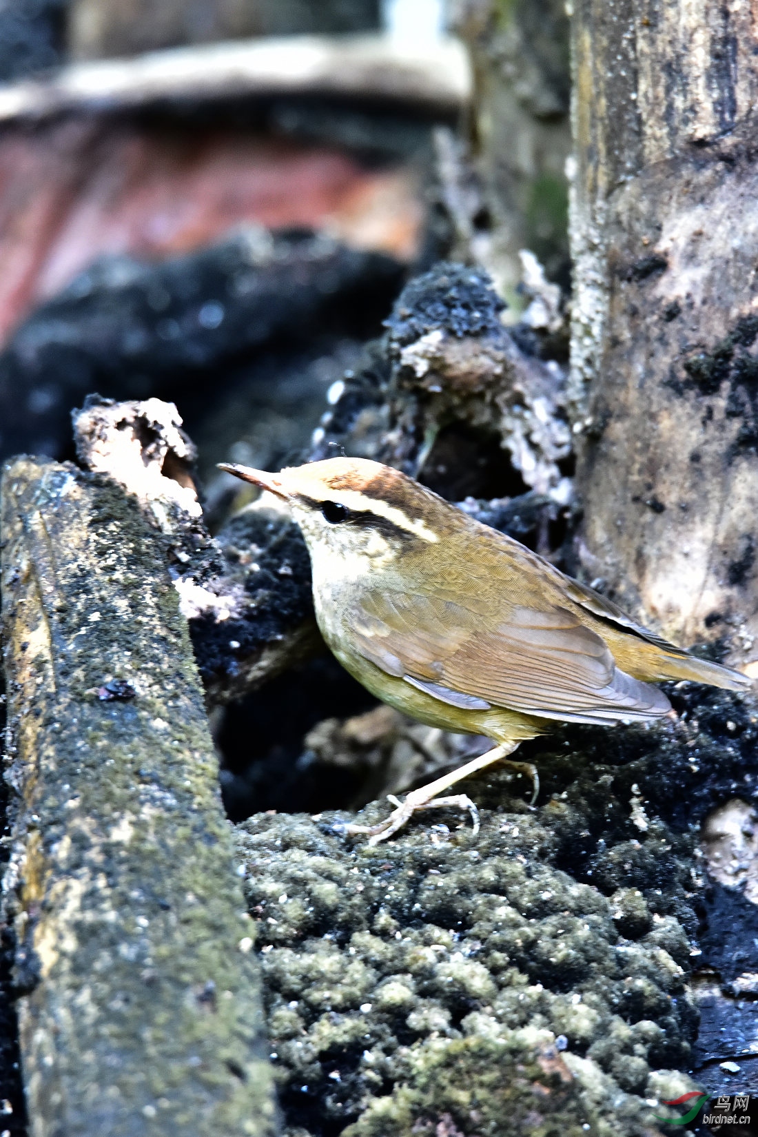 DSC_0219.JPG
