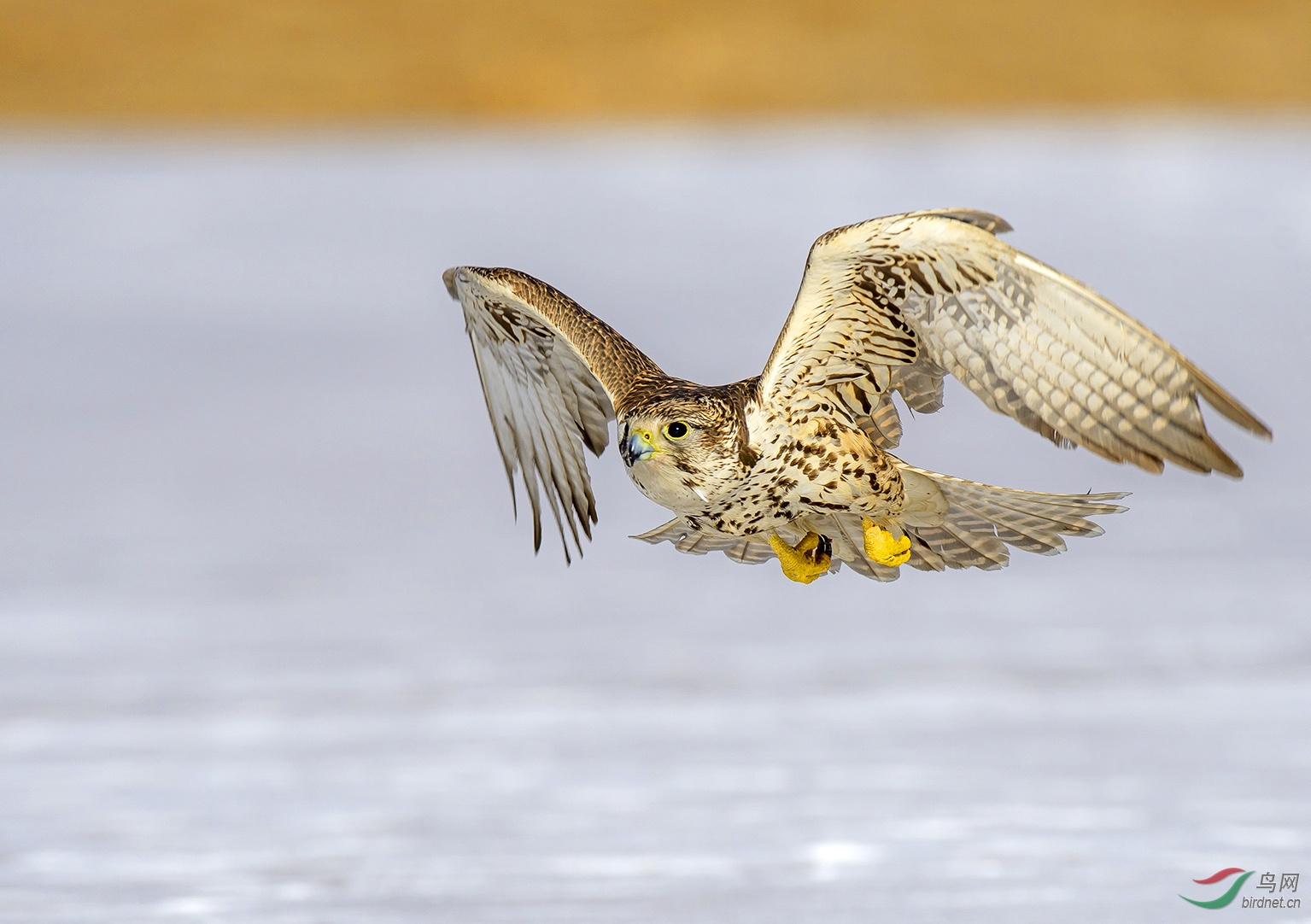 猎隼(贺获鸟类精华)