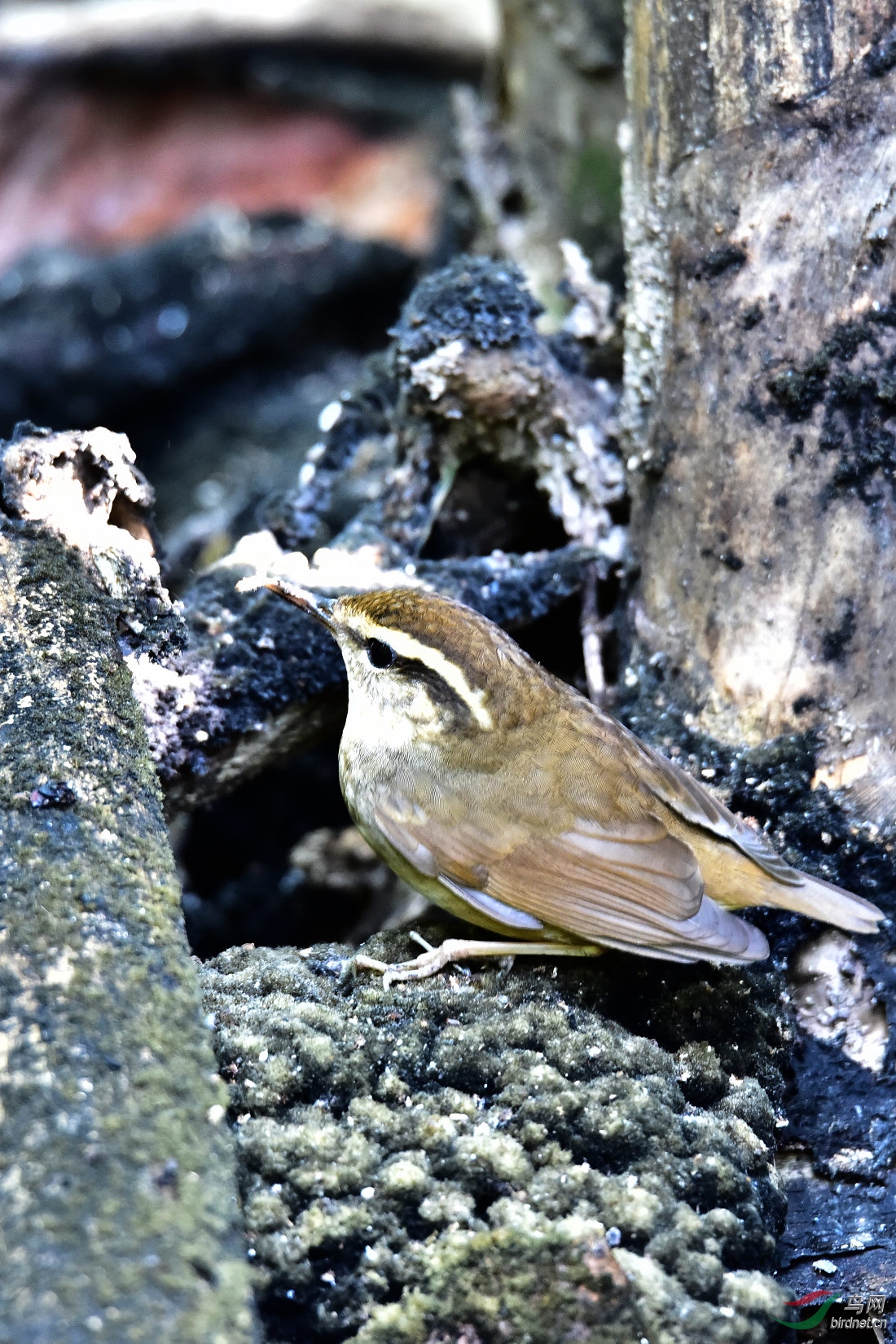 DSC_0222.JPG