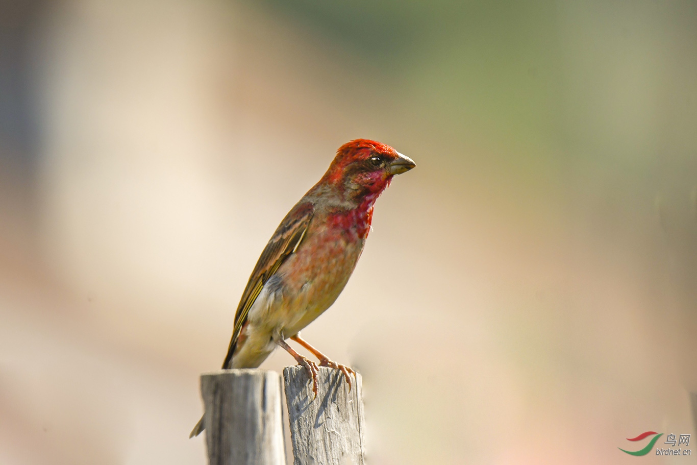 红麻料鸟图片图片