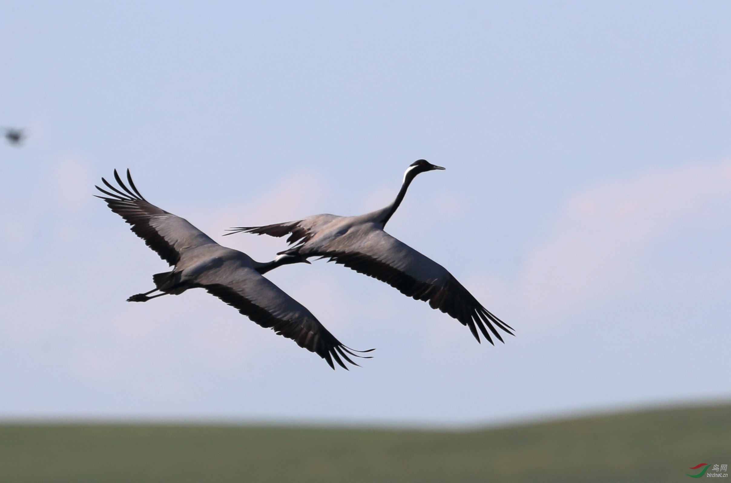 蓑羽鹤奔向蓝天