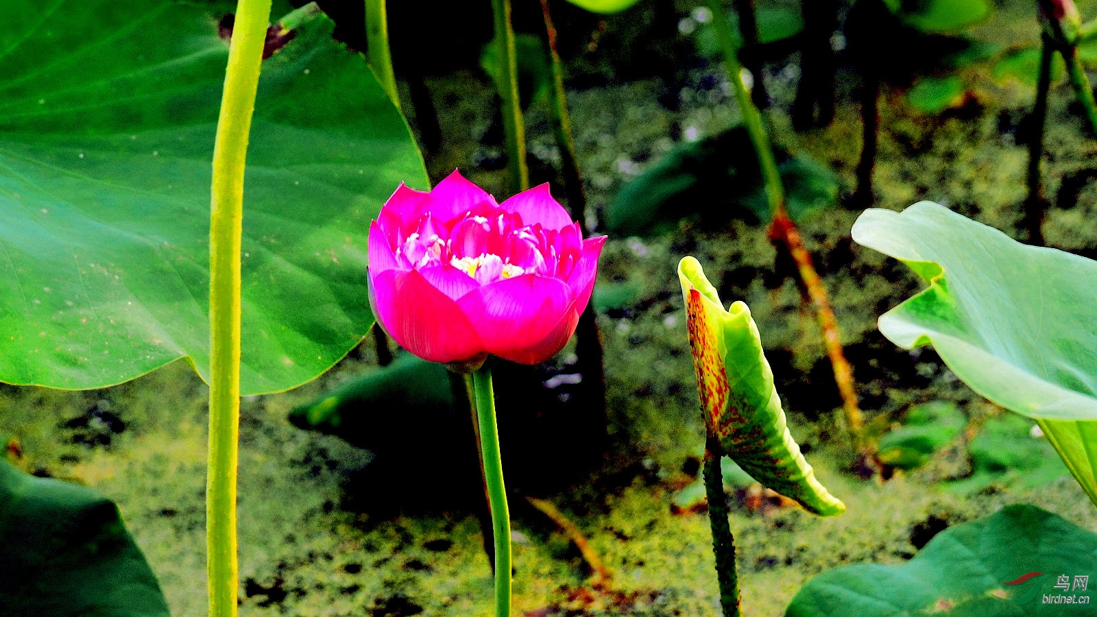 DSC_4491.JPG