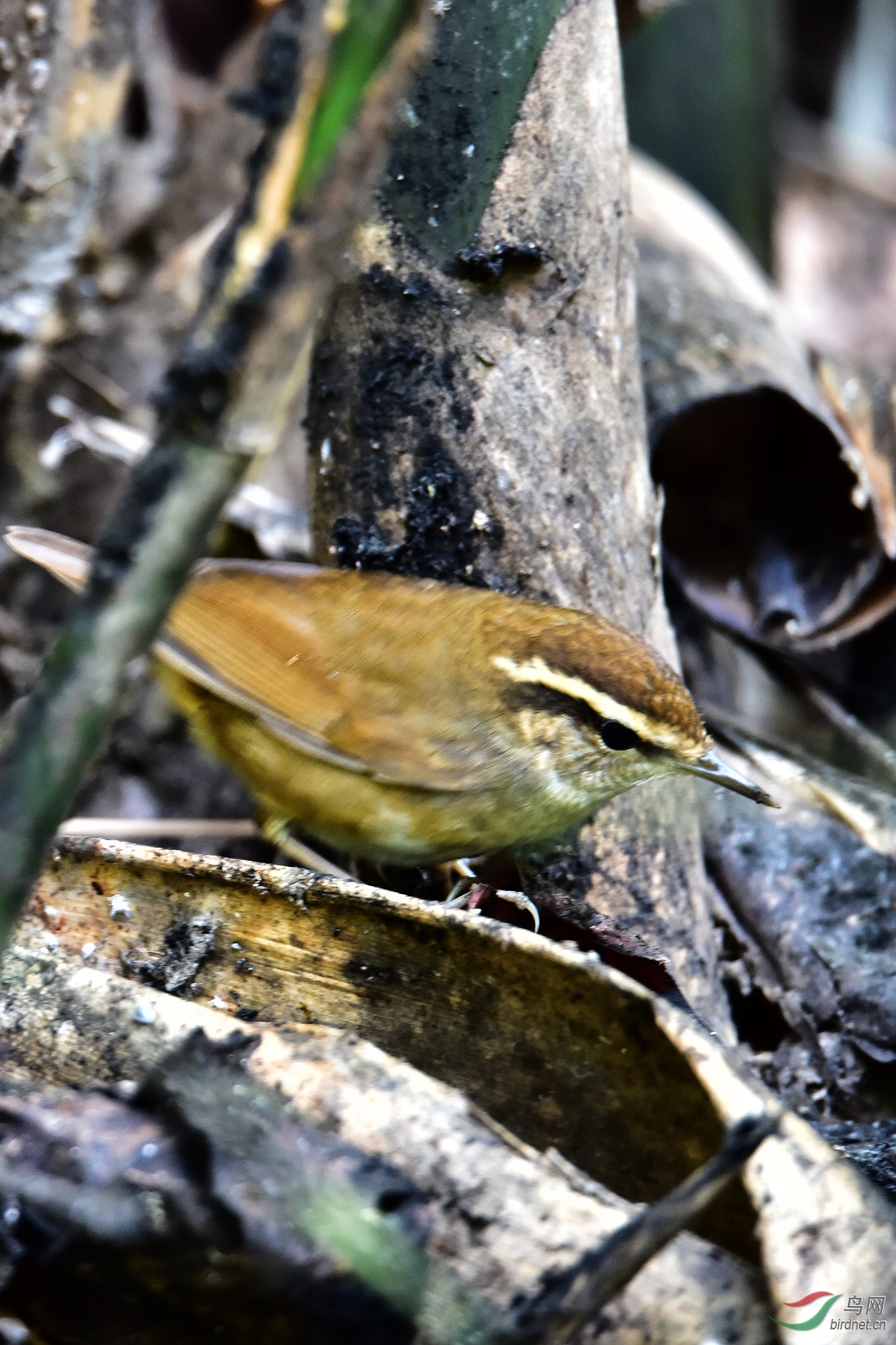 DSC_0230.JPG