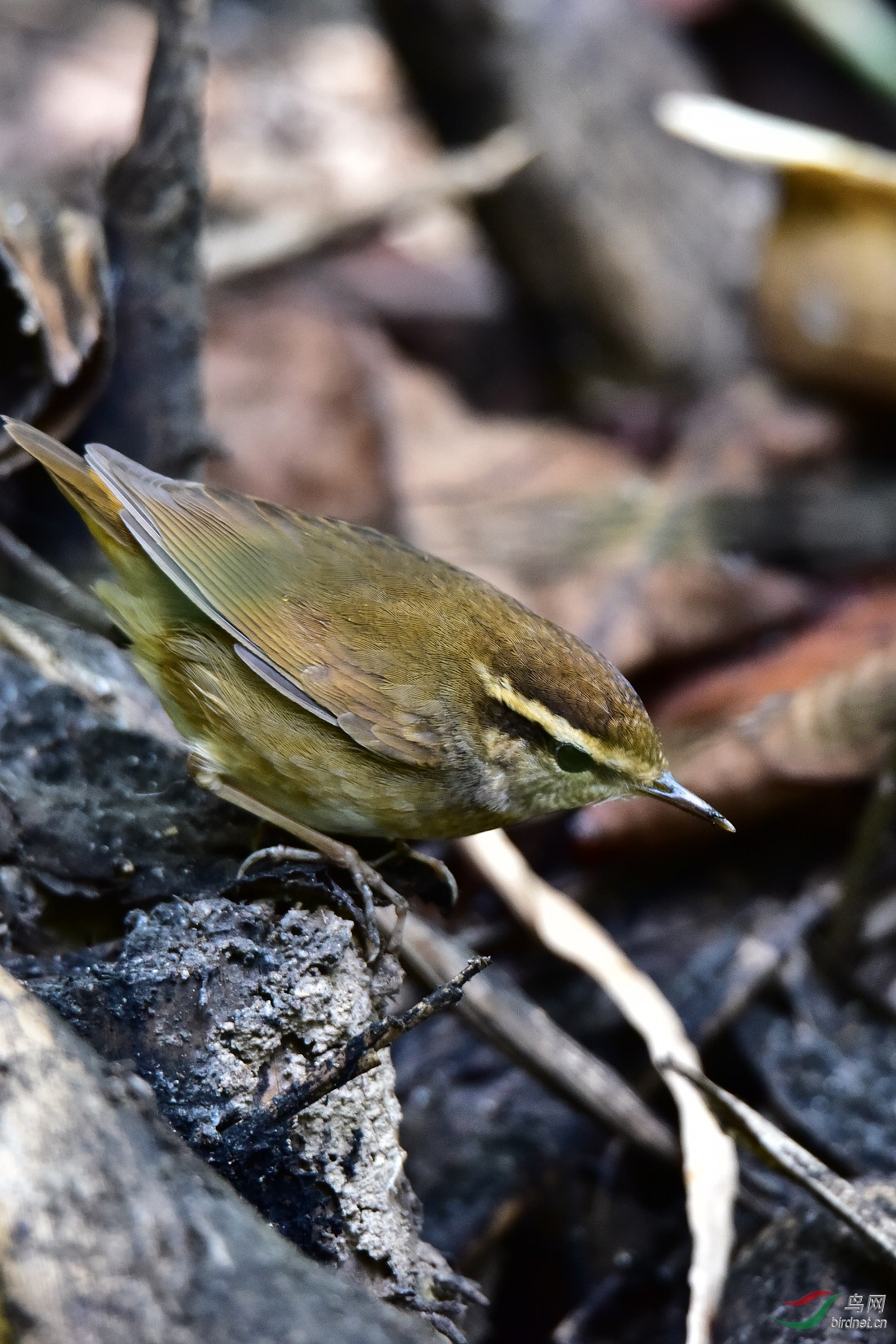 DSC_0233.JPG