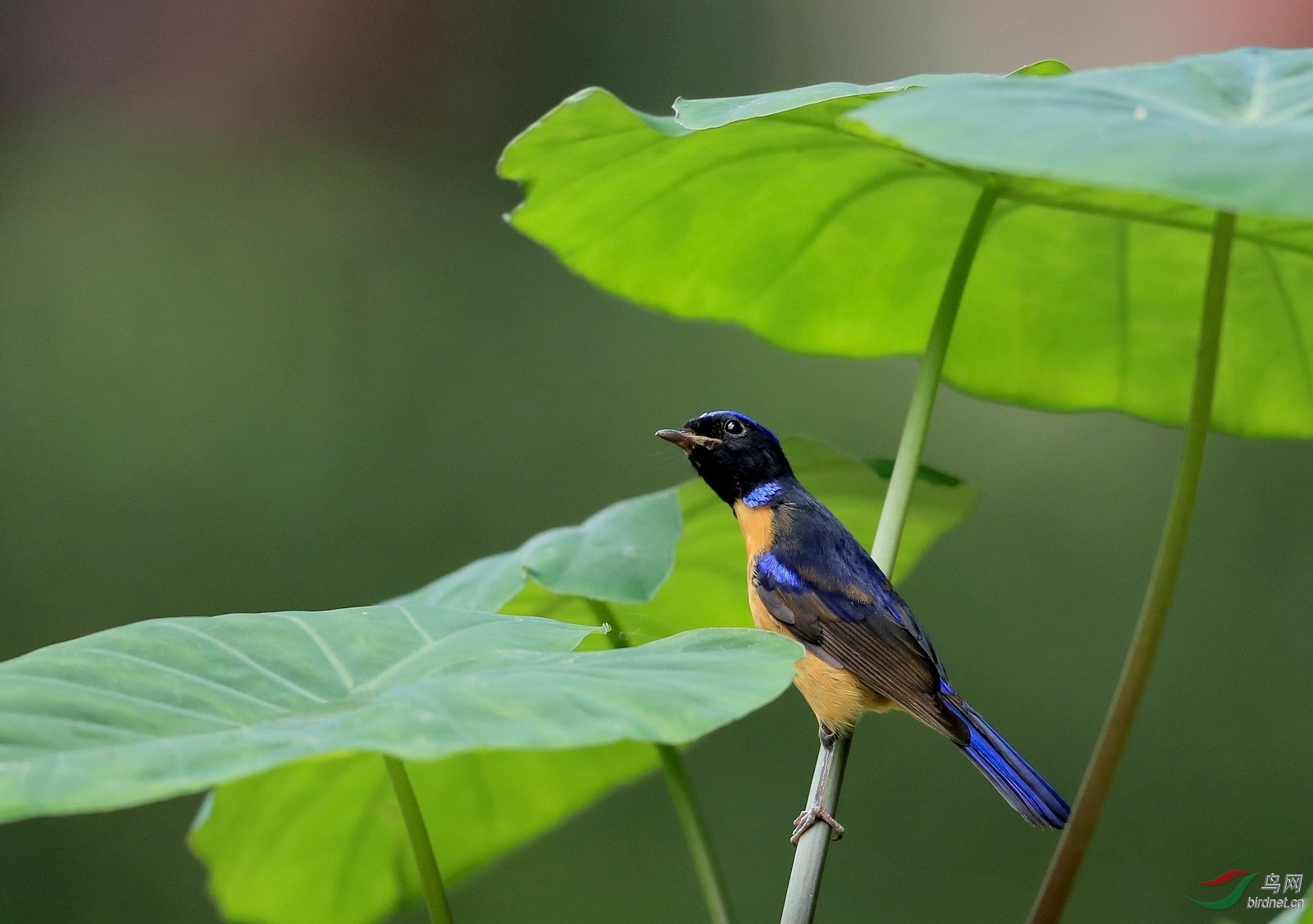 AI0I5100 - ���� (2).JPG