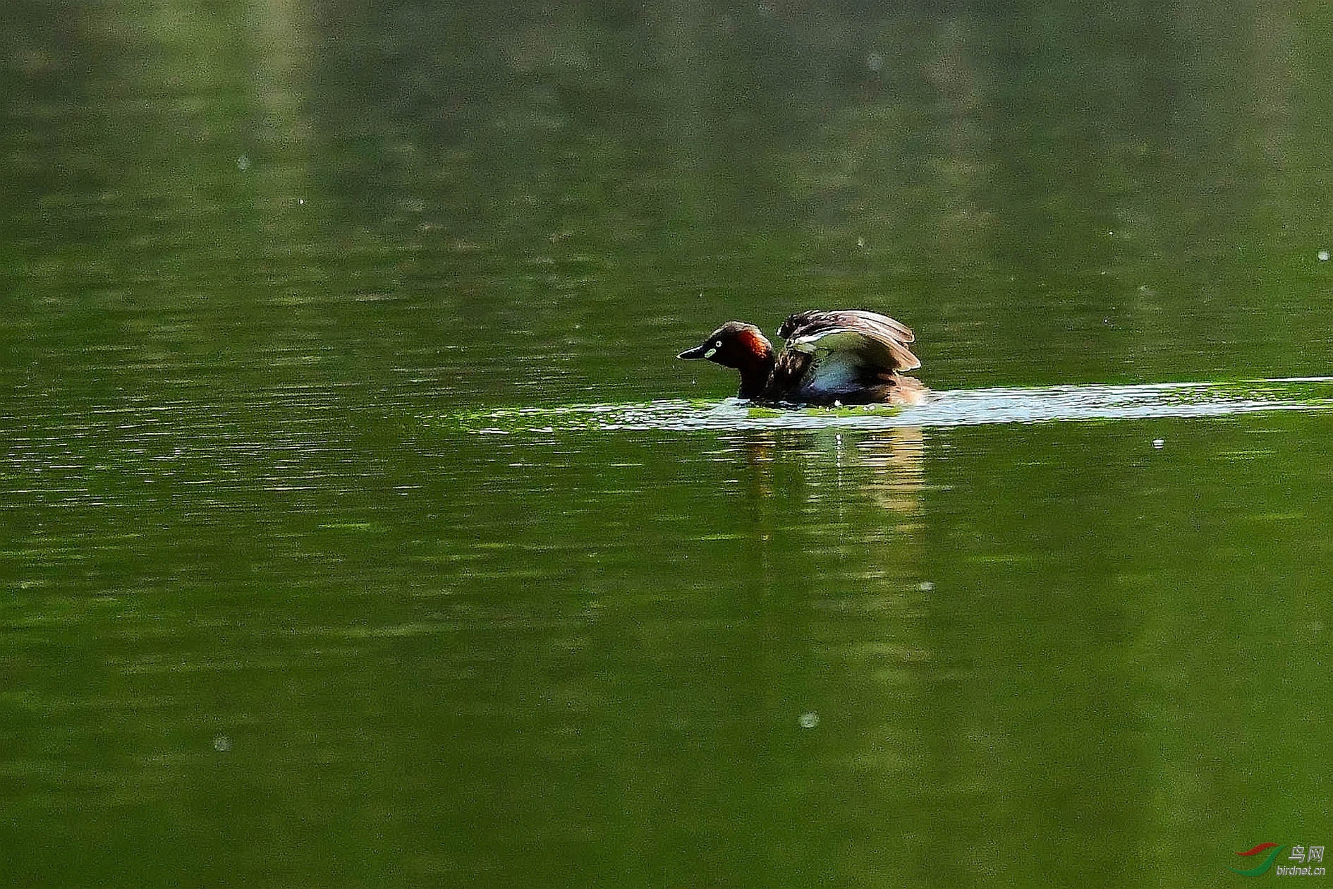 DSC_7208_����.jpg