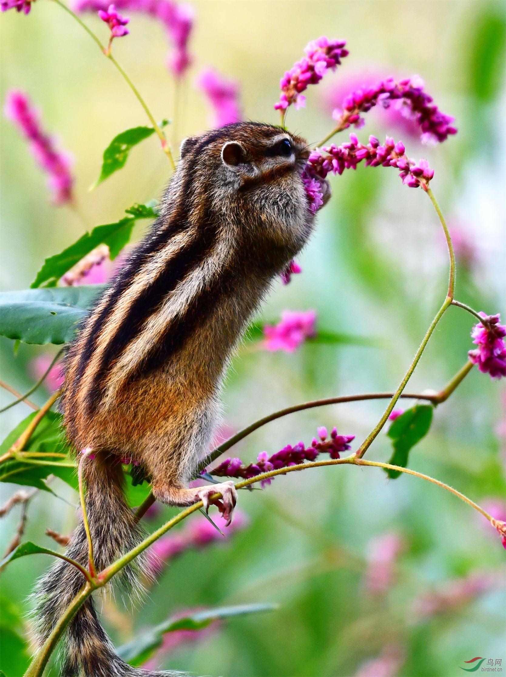 花栗鼠