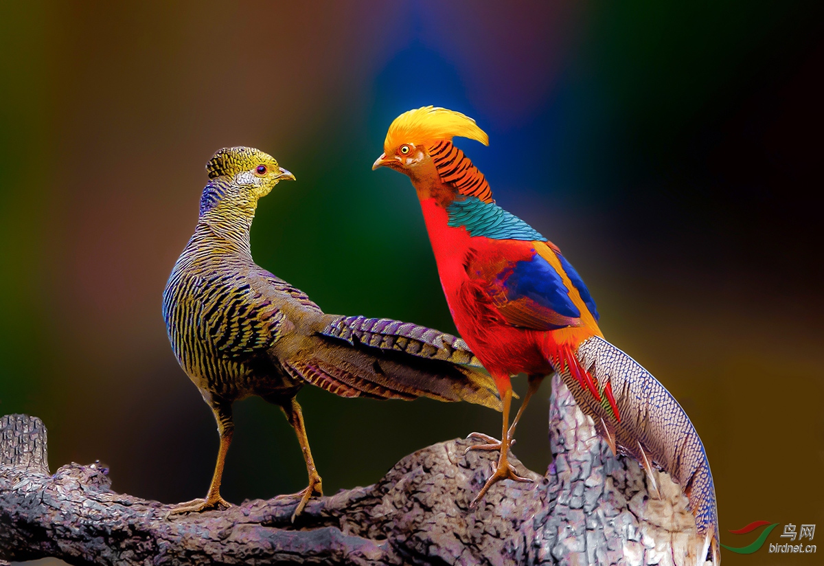 DSC_1475-1.jpg