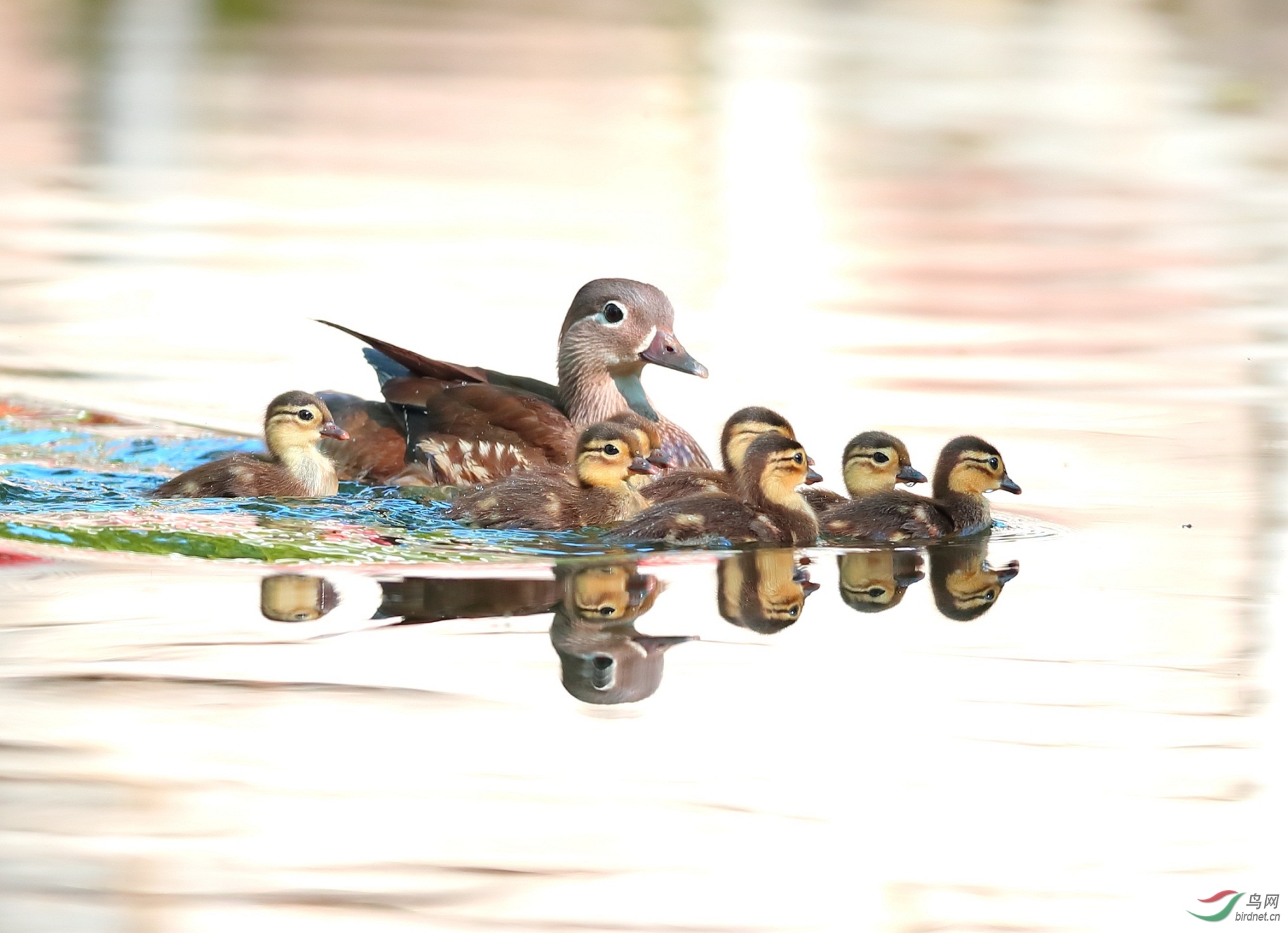 野鸳鸯带小崽哈尔滨市兆麟公园