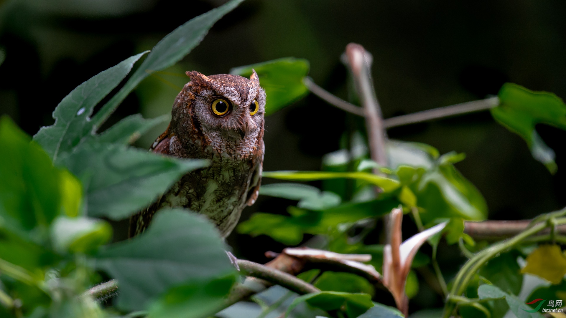 丛林猫头鹰