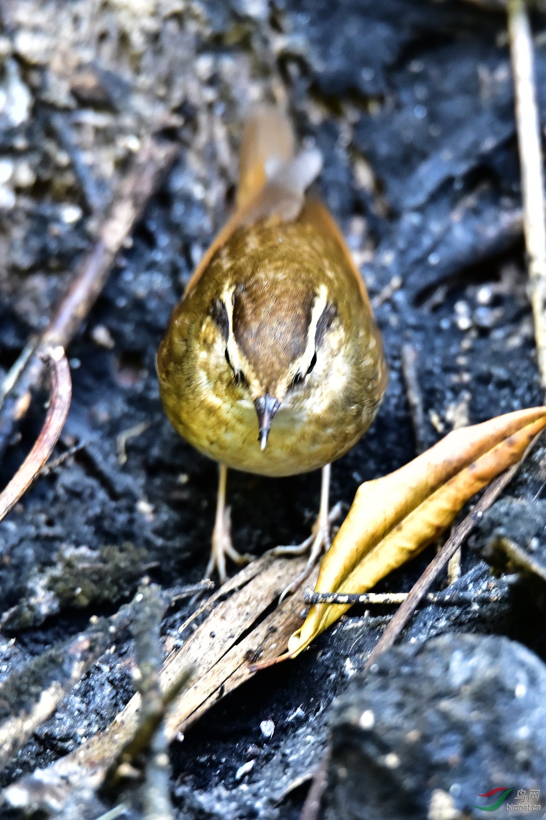 DSC_0238.JPG