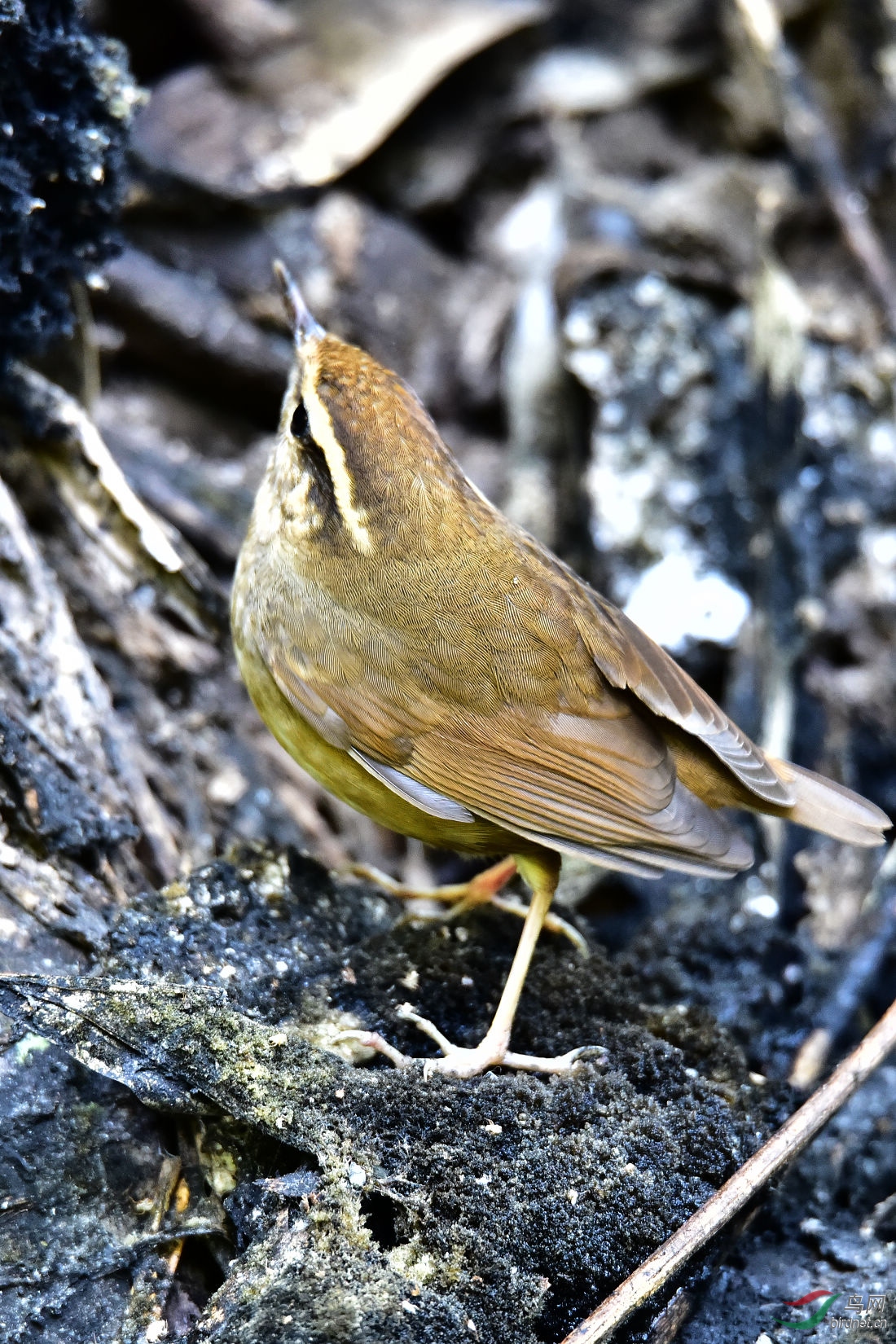 DSC_0239.JPG
