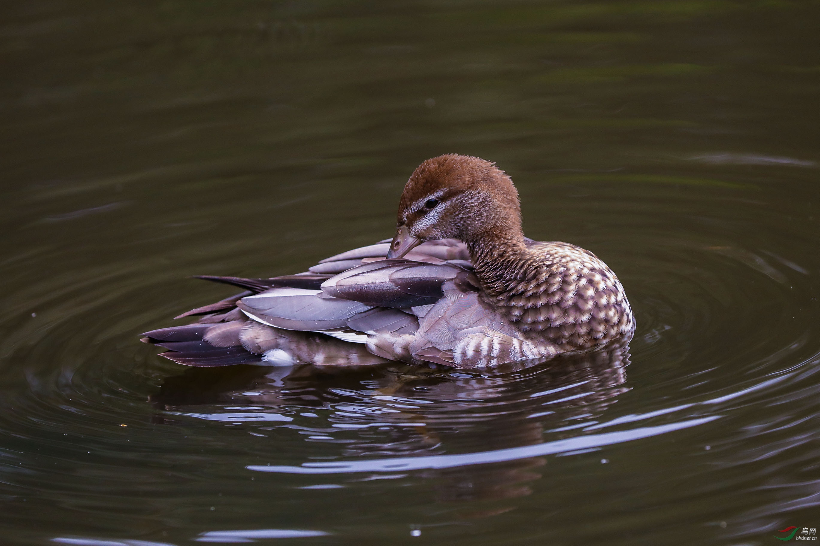 Picture 24720640.jpg