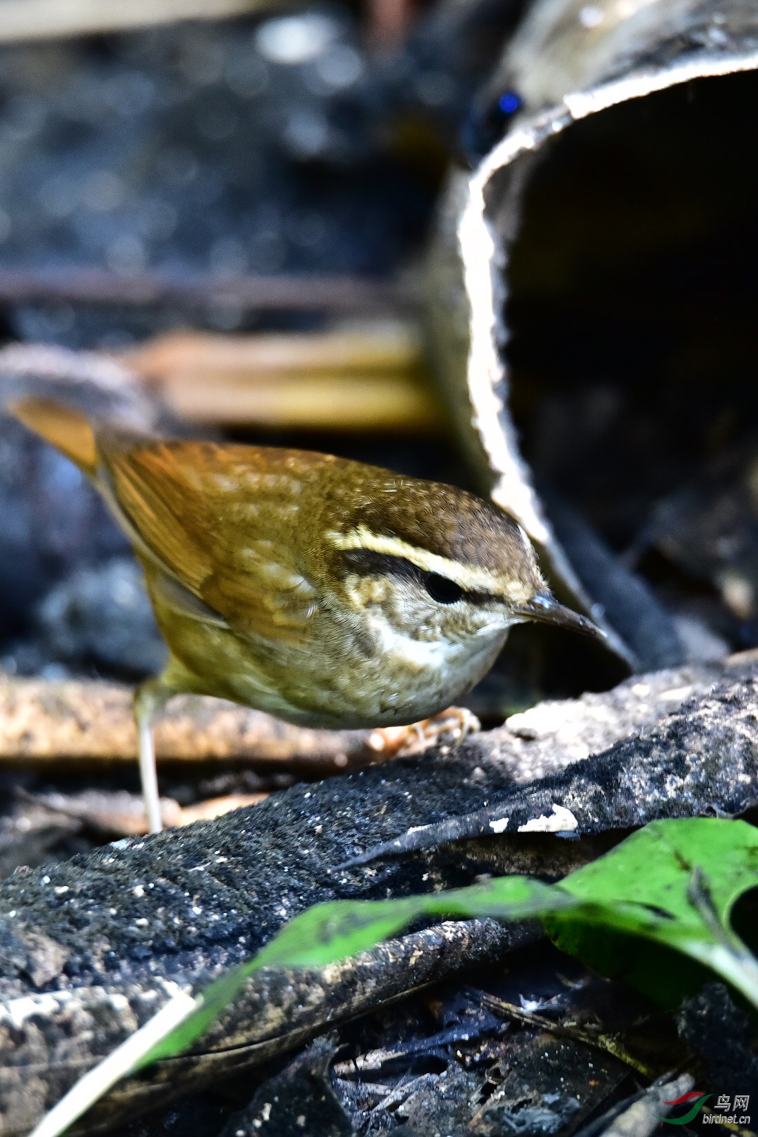 DSC_0240.JPG