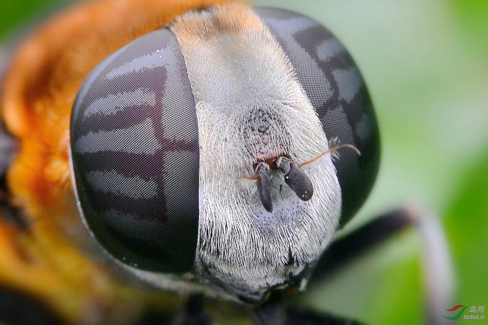 昆虫复眼