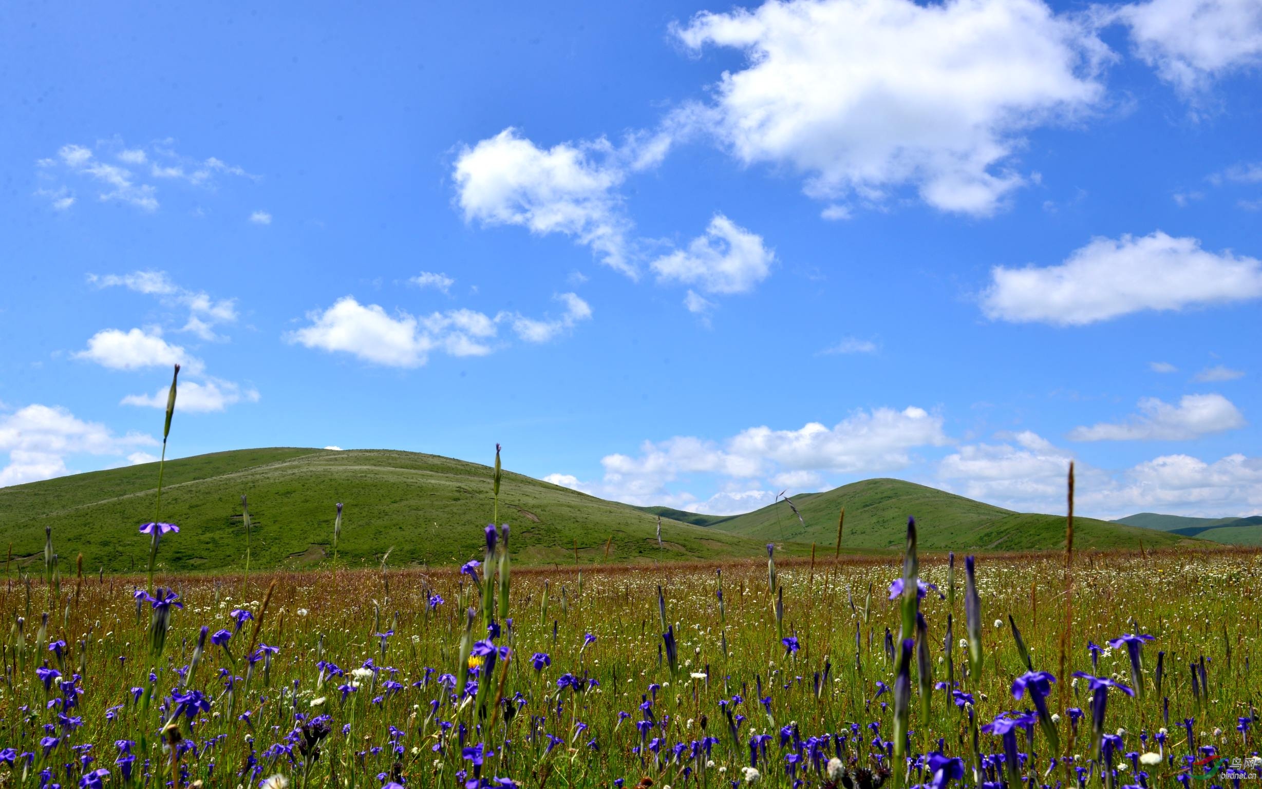 DSC_0700_conew1.jpg