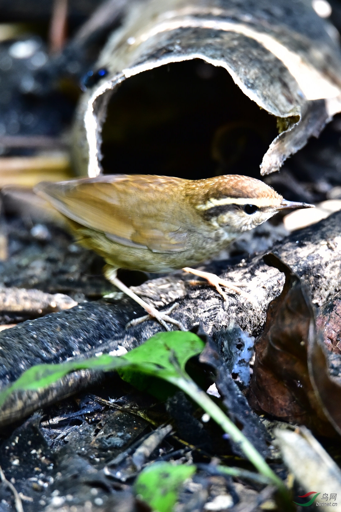 DSC_0244.JPG