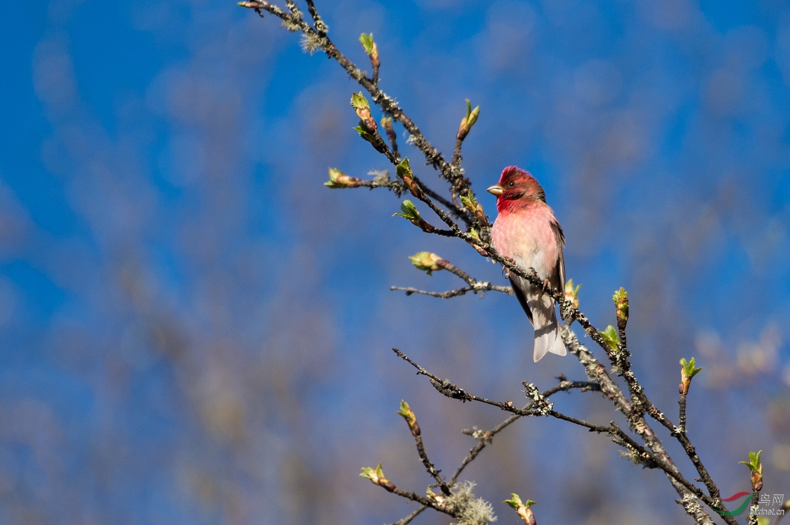 TJP_2038 - ����.jpg