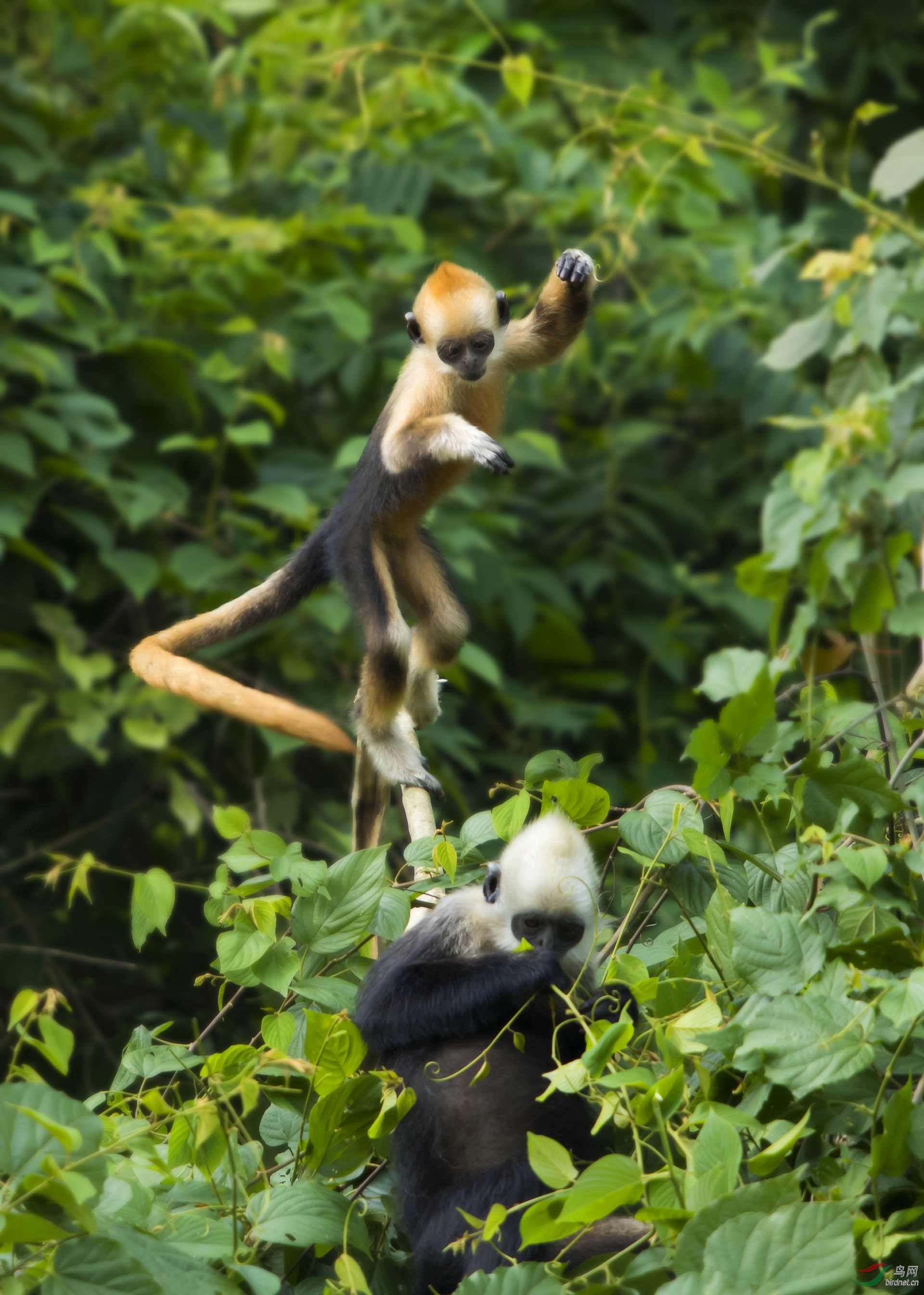 《淘气可爱的小金猴》