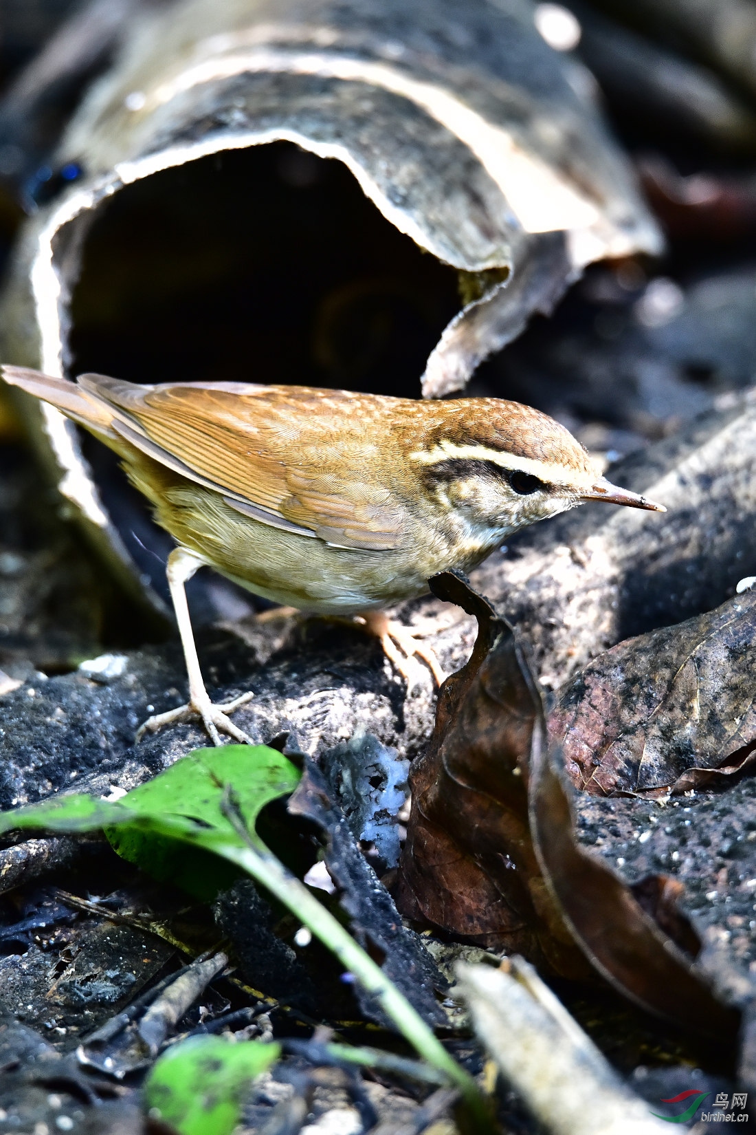 DSC_0246.JPG