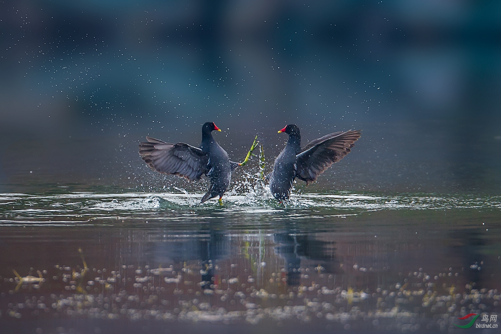 谁怕谁 荣获首页精华>